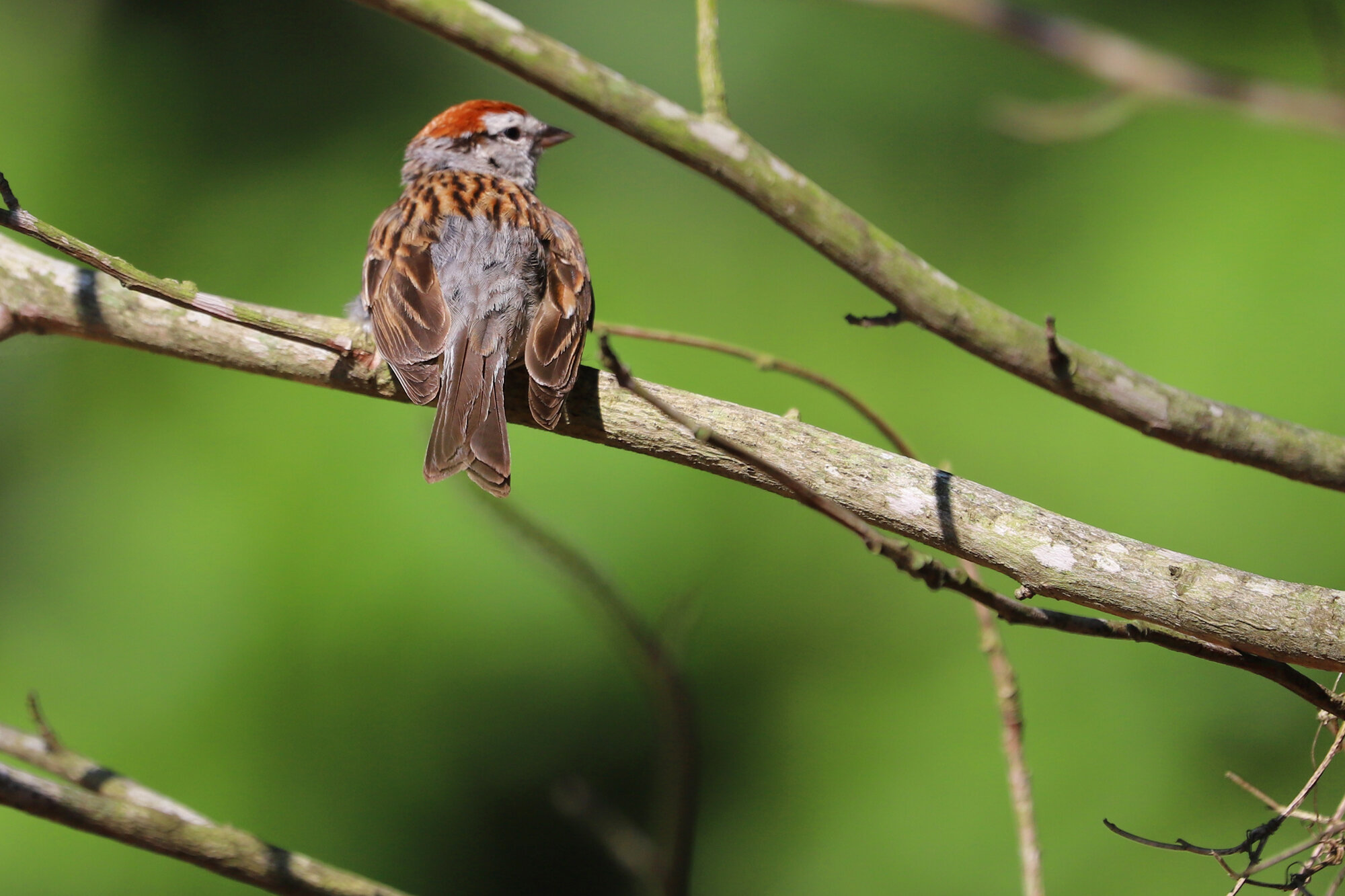 Chipping Sparrow / Stumpy Lake NA / 2 Jul 