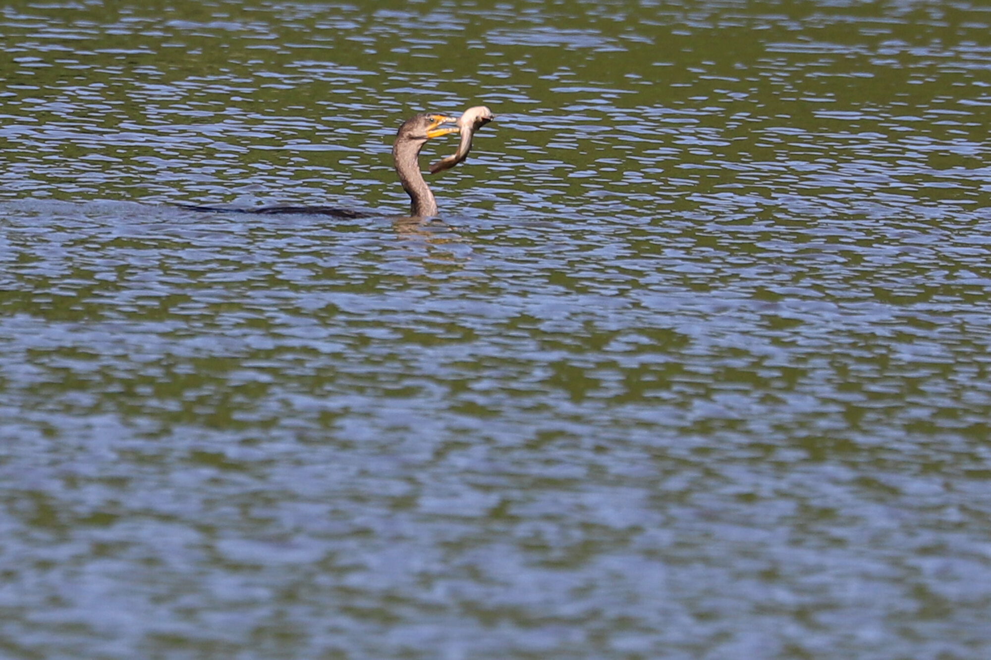  Double-crested Cormorant / Stumpy Lake NA / 2 Jul 