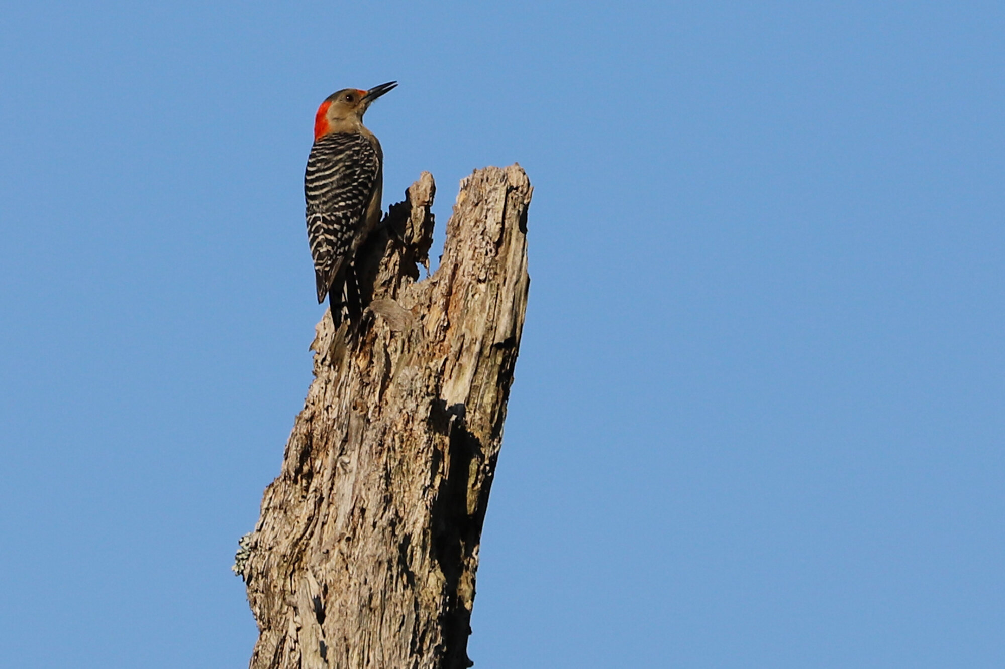  Red-bellied Woodpecker / First Landing SP / 3 Jul 