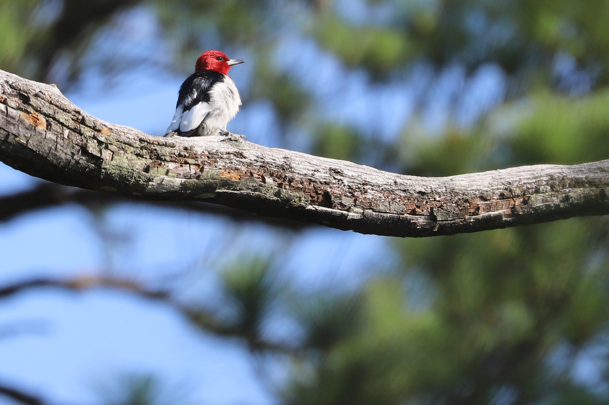  Red-headed Woodpecker / First Landing SP / 3 Jul 