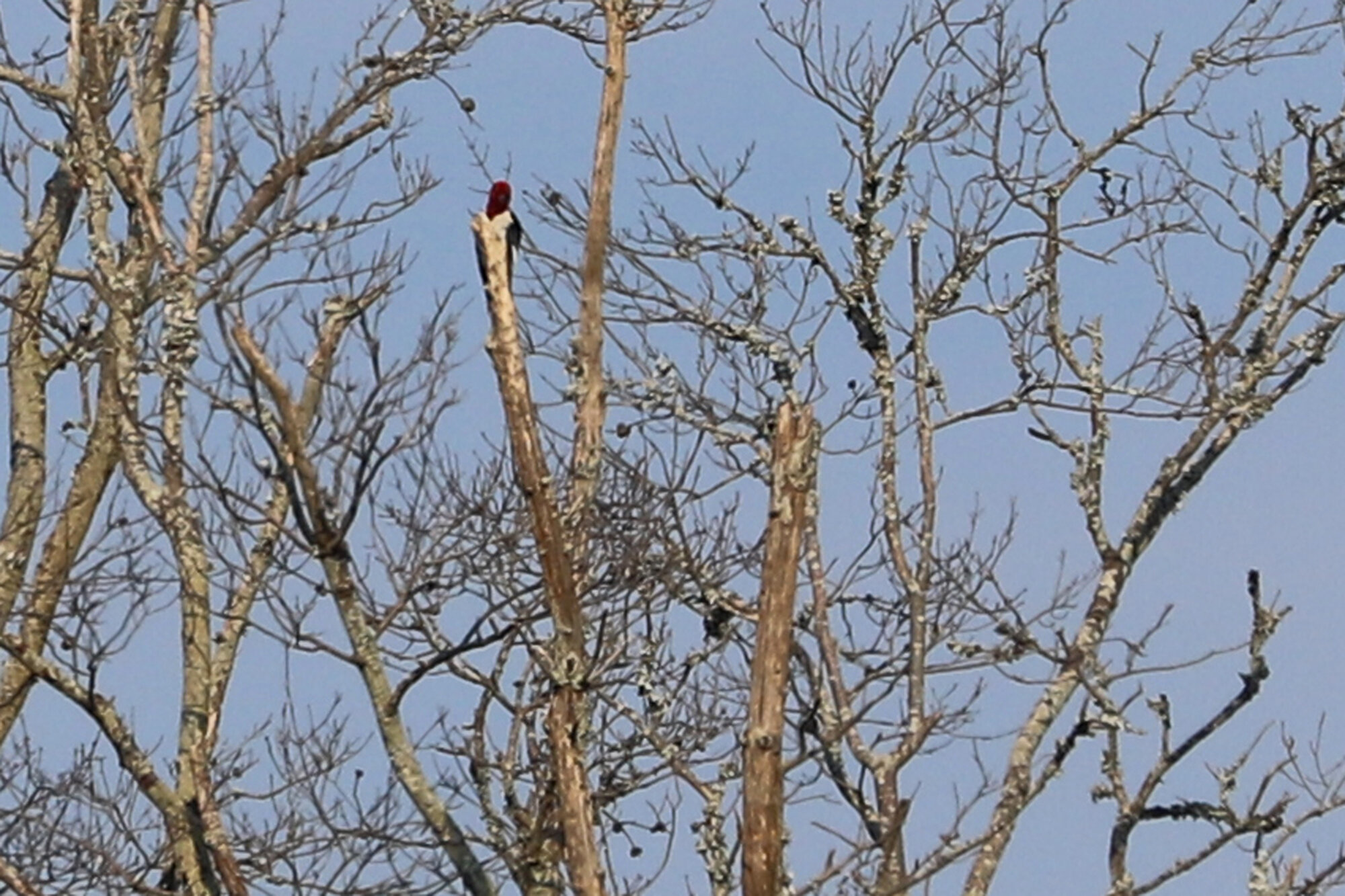  Red-headed Woodpecker / Gum Bridge Road / 4 Jul 