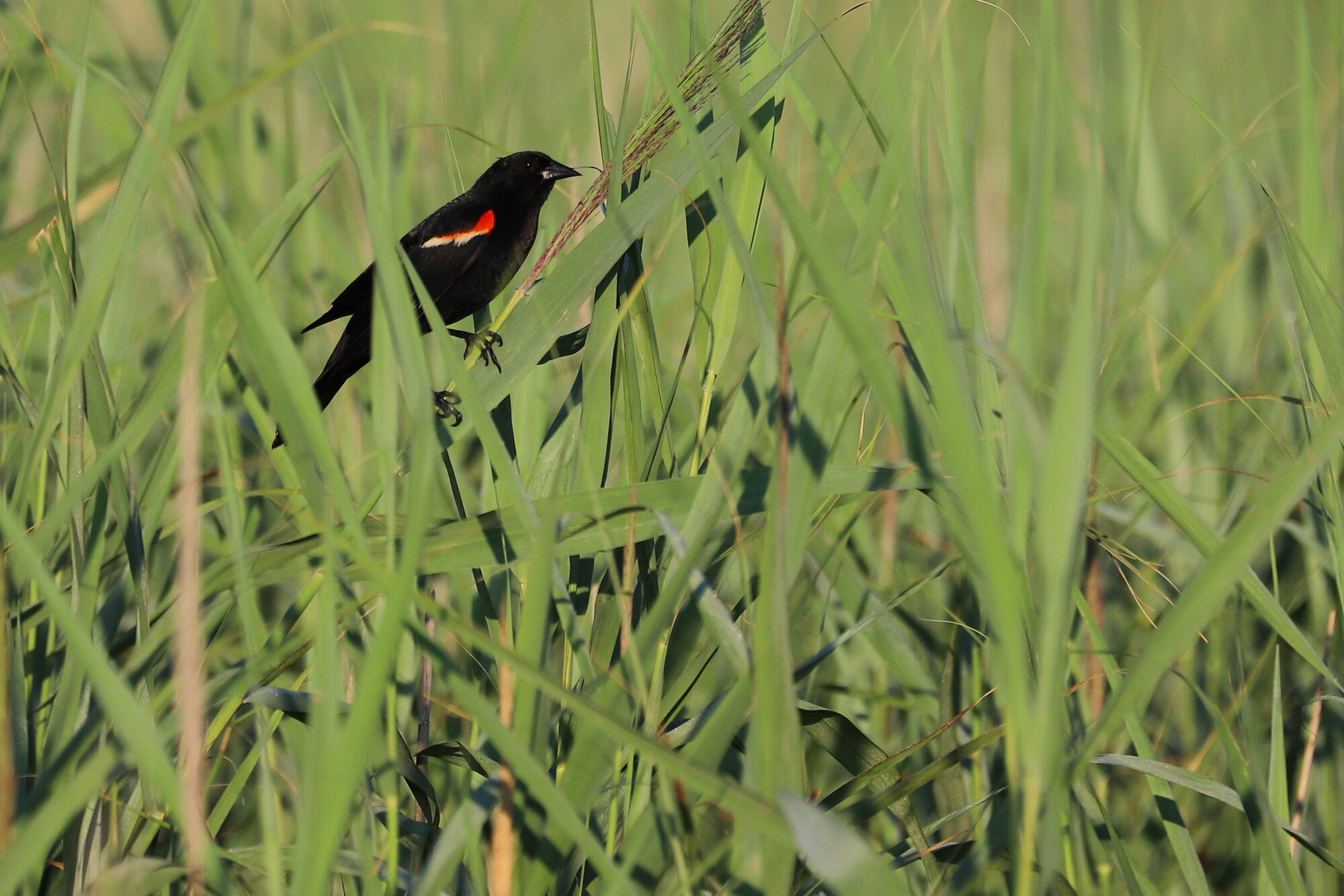  Red-winged Blackbird / Back Bay NWR / 5 Jul 
