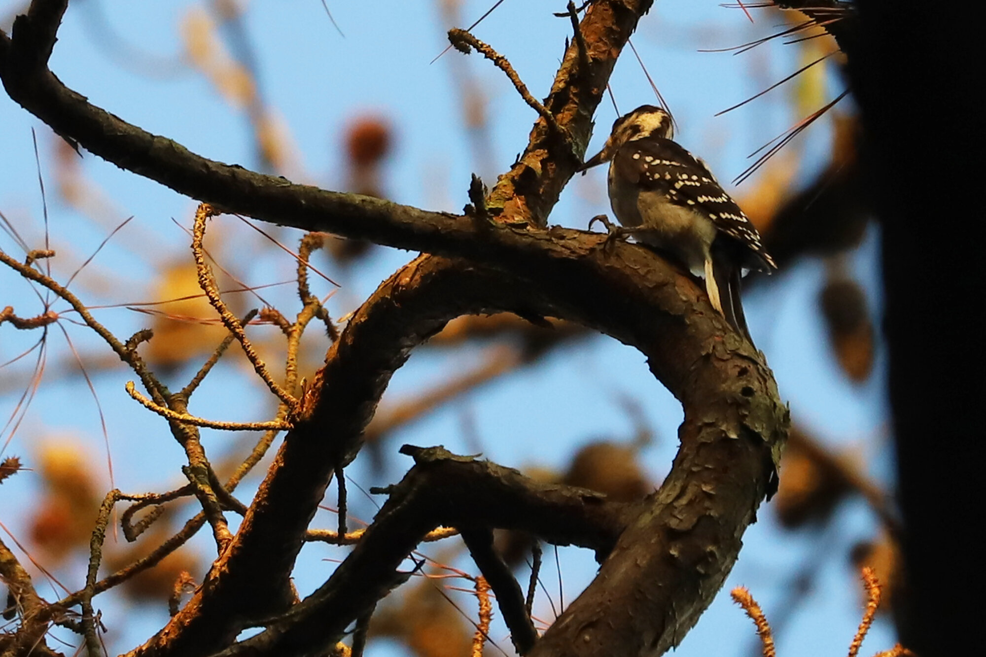  Hairy Woodpecker / Stumpy Lake NA / 11 Jul 