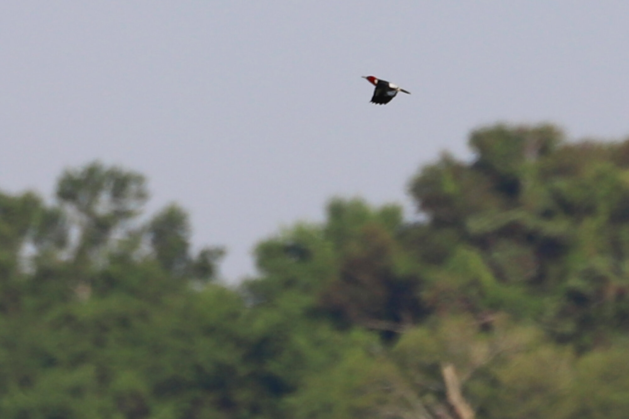  Red-headed Woodpecker / Back Bay NWR / 12 Jul 