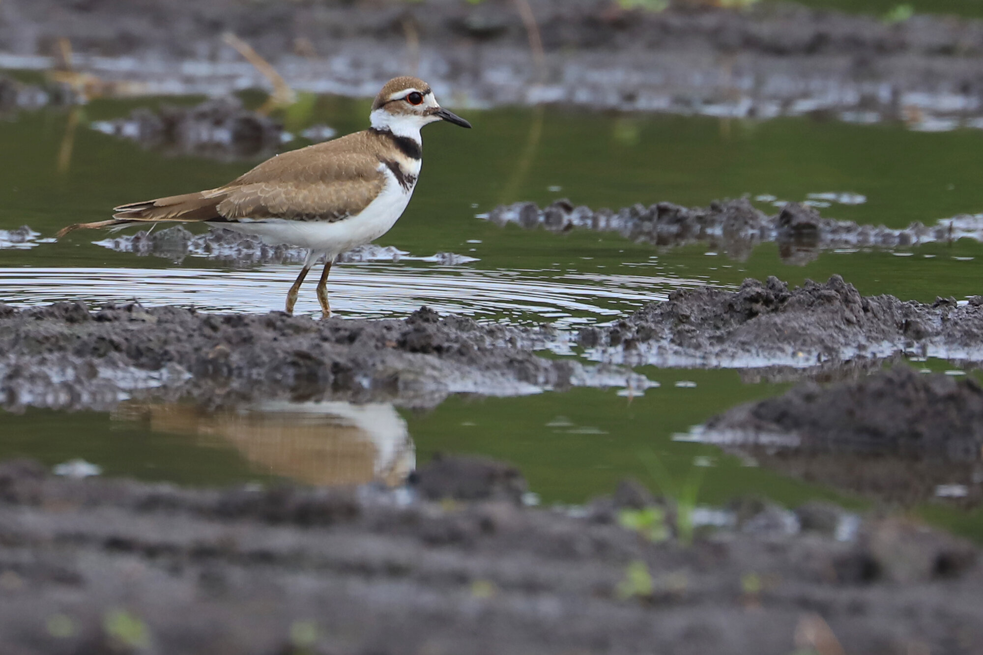  Killdeer / Muddy Creek/Shipps Cabin Fields / 13 Jul; please click this photo to advance to the next! 