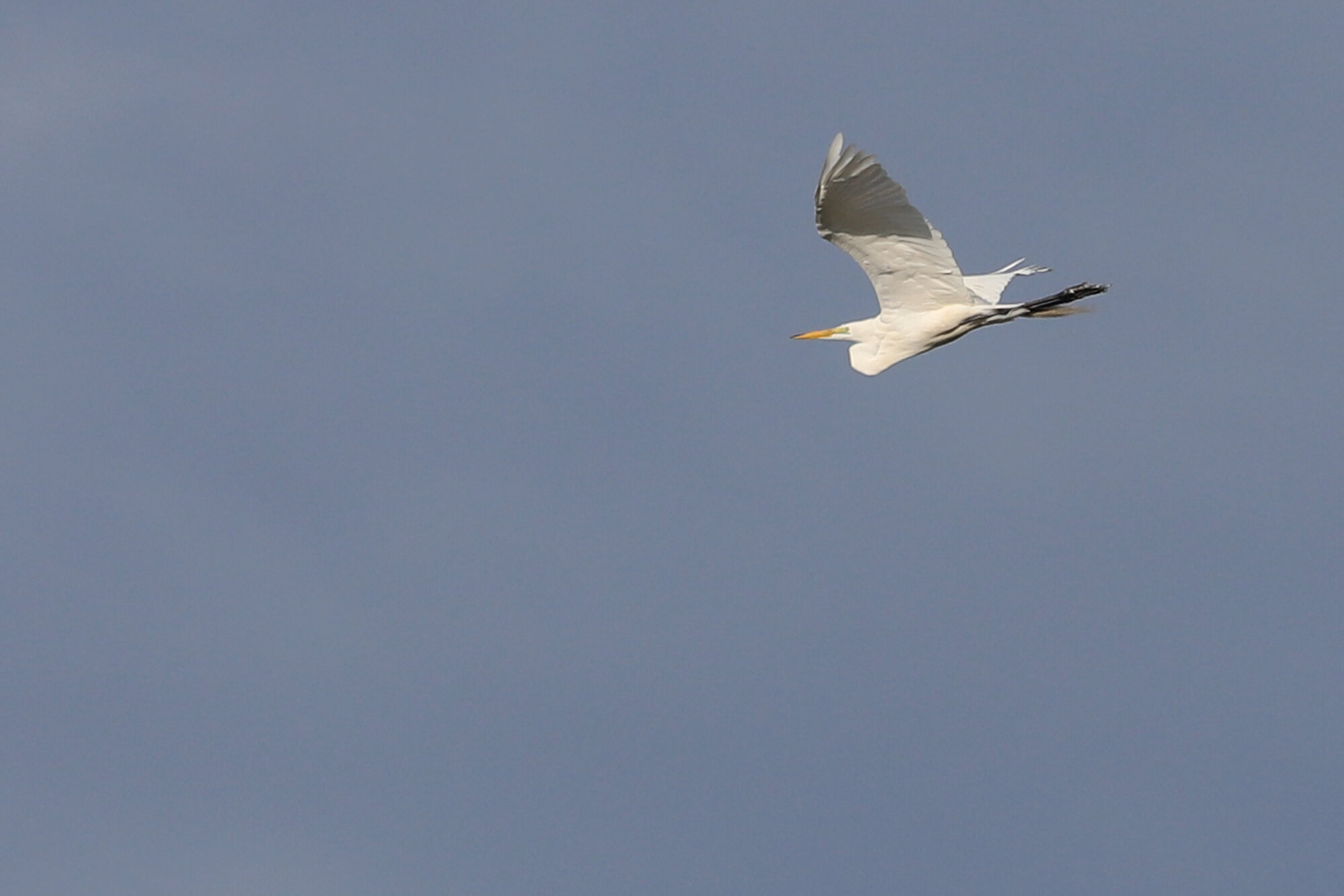 Great Egret / Stumpy Lake NA / 11 Jul 