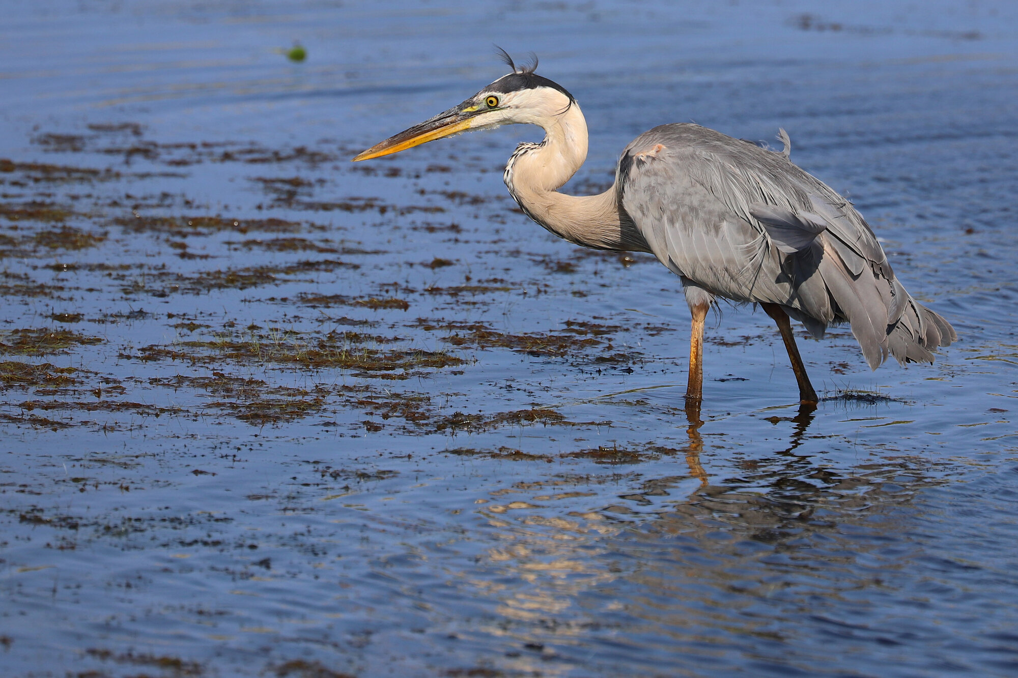  Great Blue Heron / Back Bay NWR / 17 Jul; please click this photo to advance to the next! 