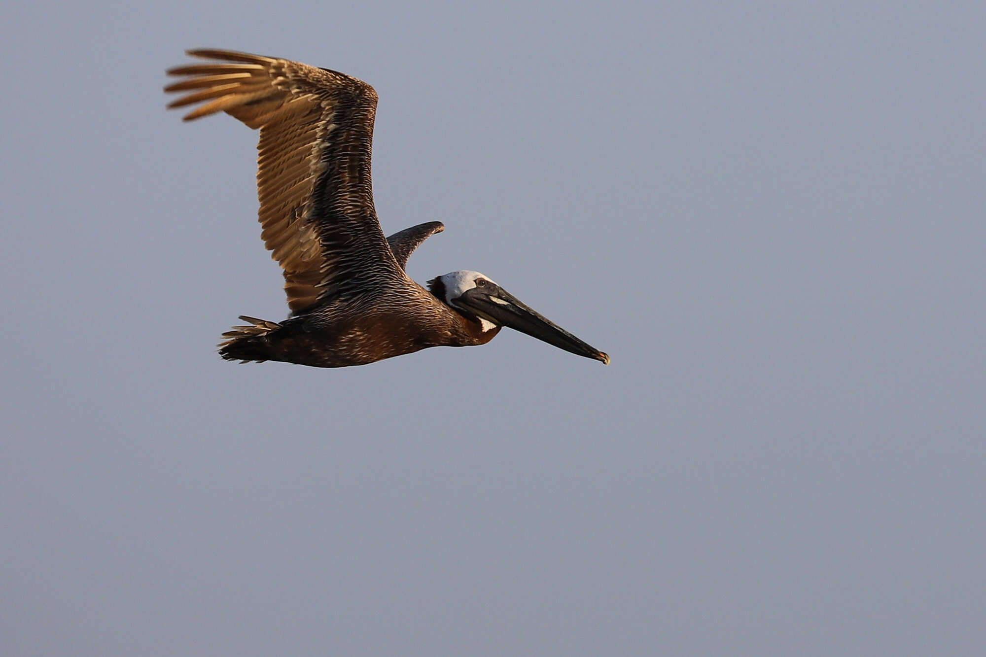  Brown Pelican / First Landing SP / 18 Jul 