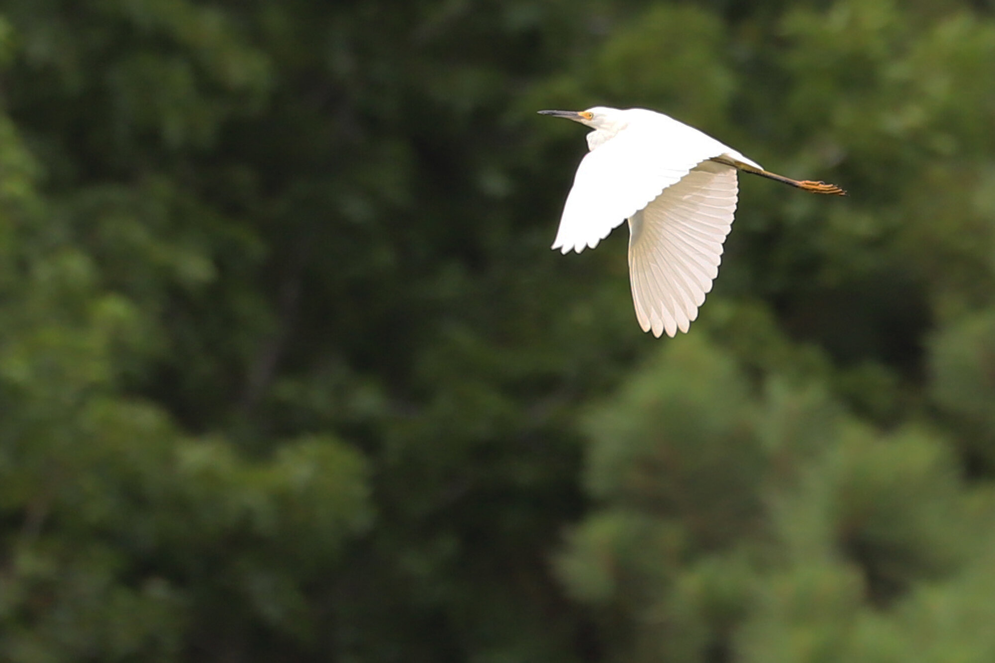  Snowy Egret / Princess Anne WMA Whitehurst Tract / 31 Jul 