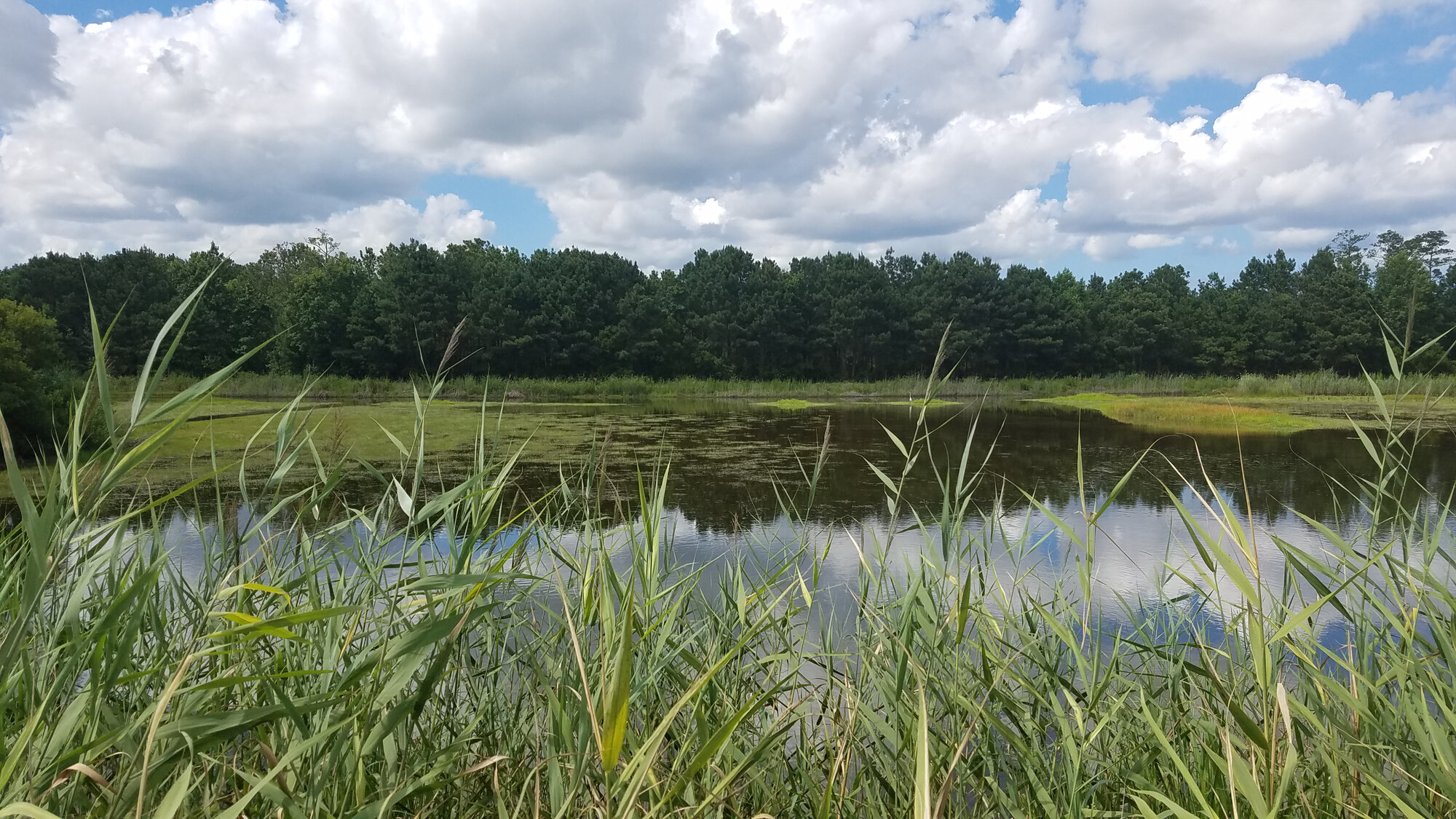  Princess Anne WMA Whitehurst Tract / 10 Jul 