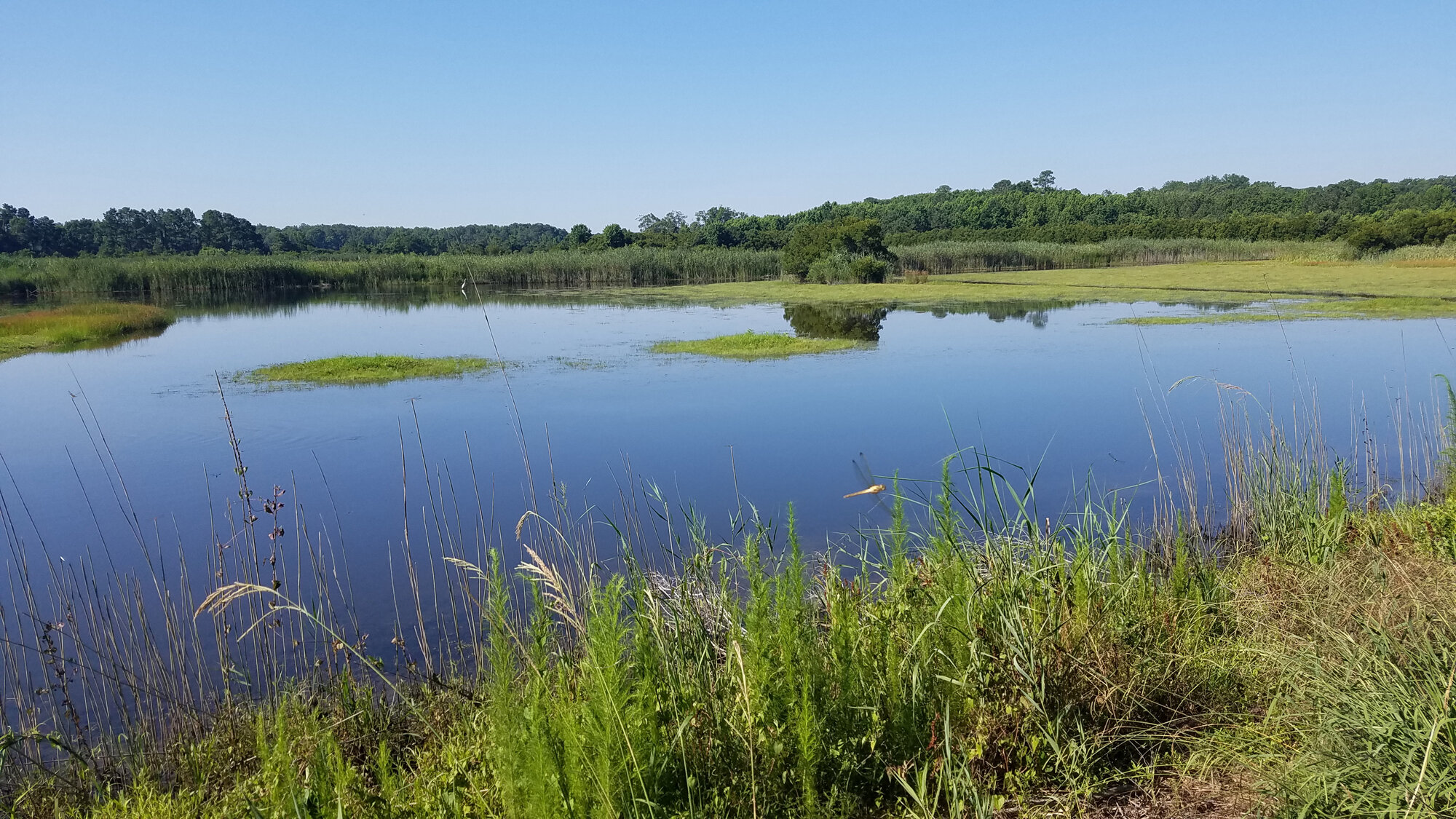  Princess Anne WMA Whitehurst Tract / 12 Jul 