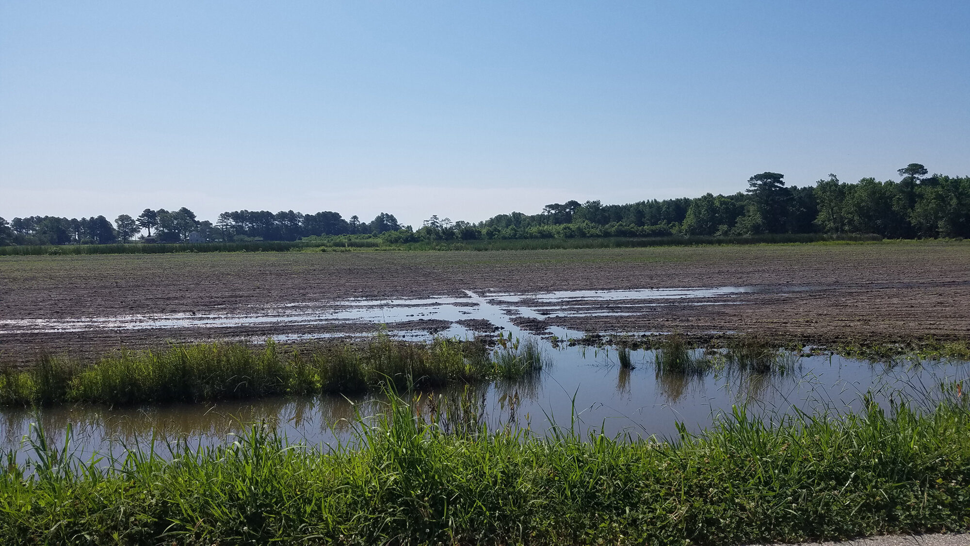  Muddy Creek/Shipps Cabin Fields / 12 Jul 