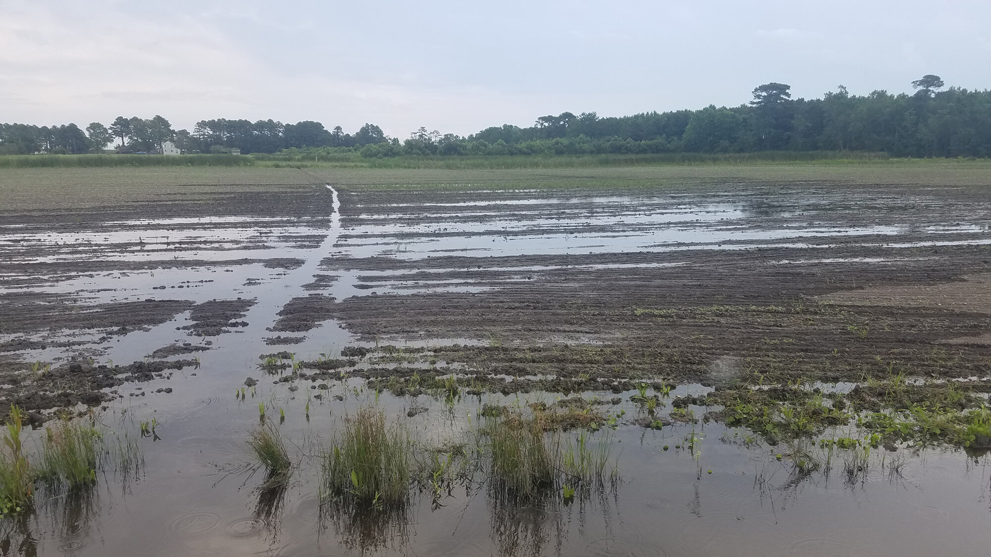  Muddy Creek/Shipps Cabin Fields / 13 Jul 