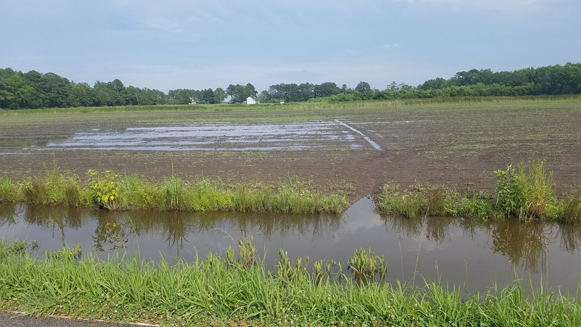  Muddy Creek/Shipps Cabin Fields / 13 Jul 