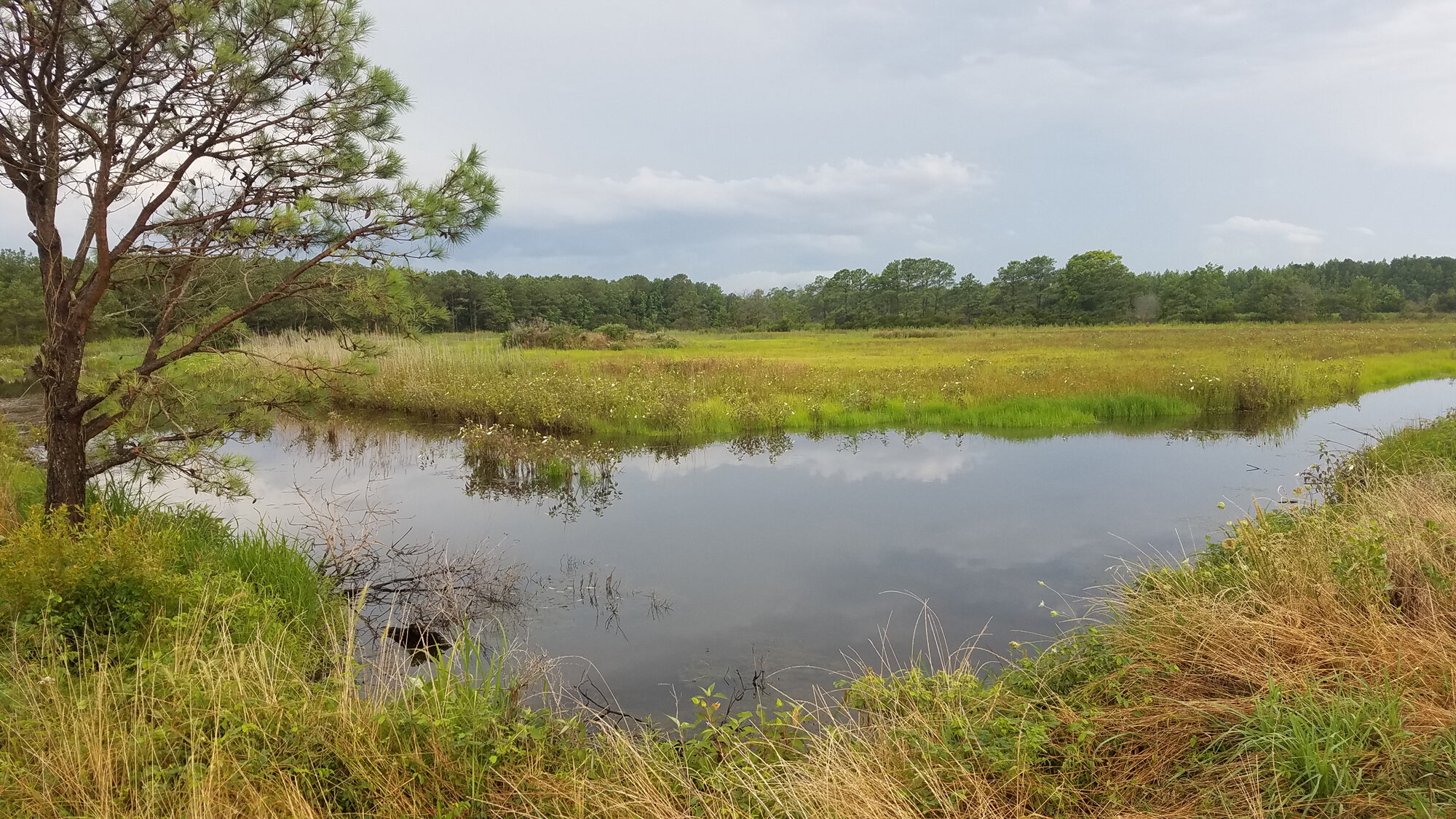  Princess Anne WMA Whitehurst Tract / 23 Jul 