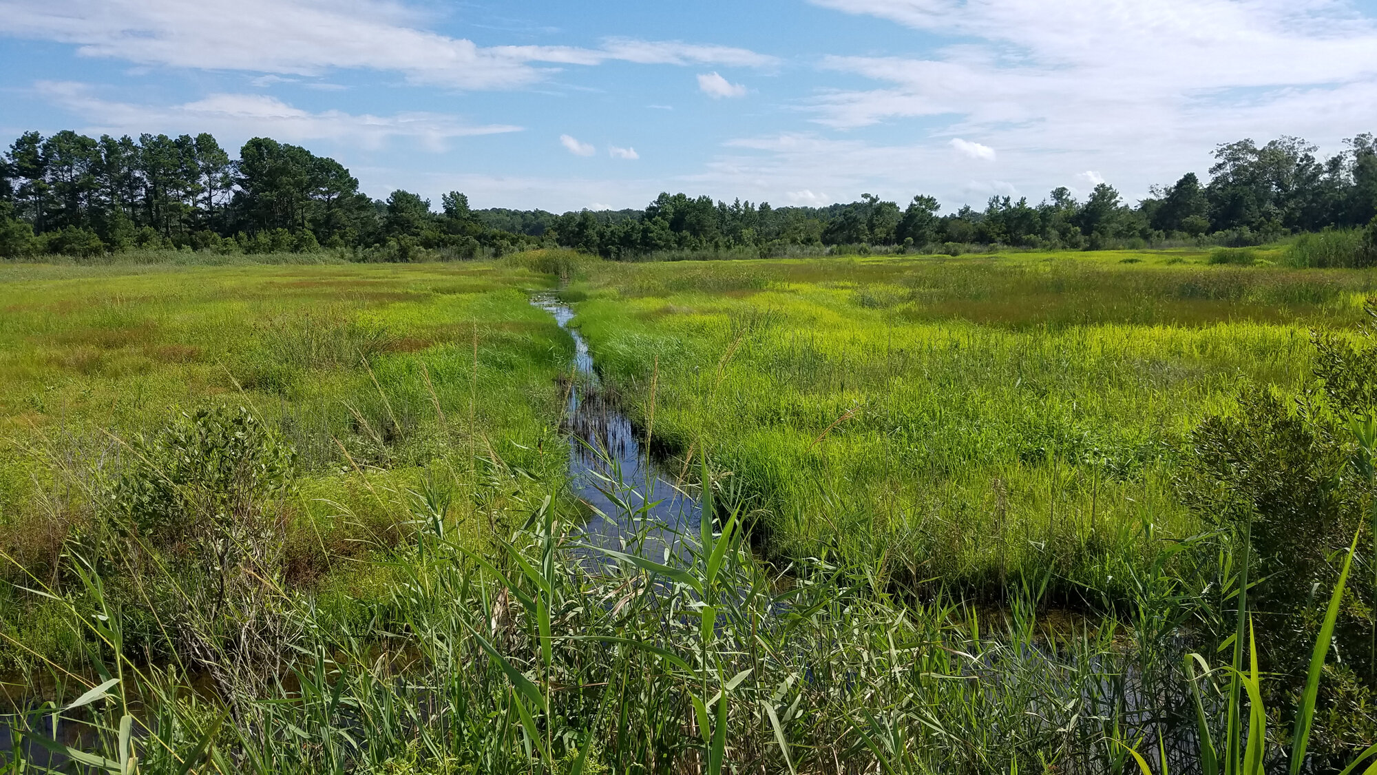  Princess Anne WMA Whitehurst Tract / 24 Jul 