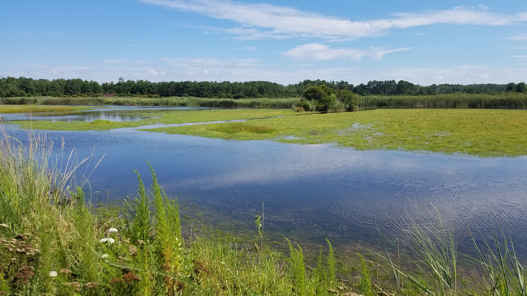  Princess Anne WMA Whitehurst Tract / 24 Jul 