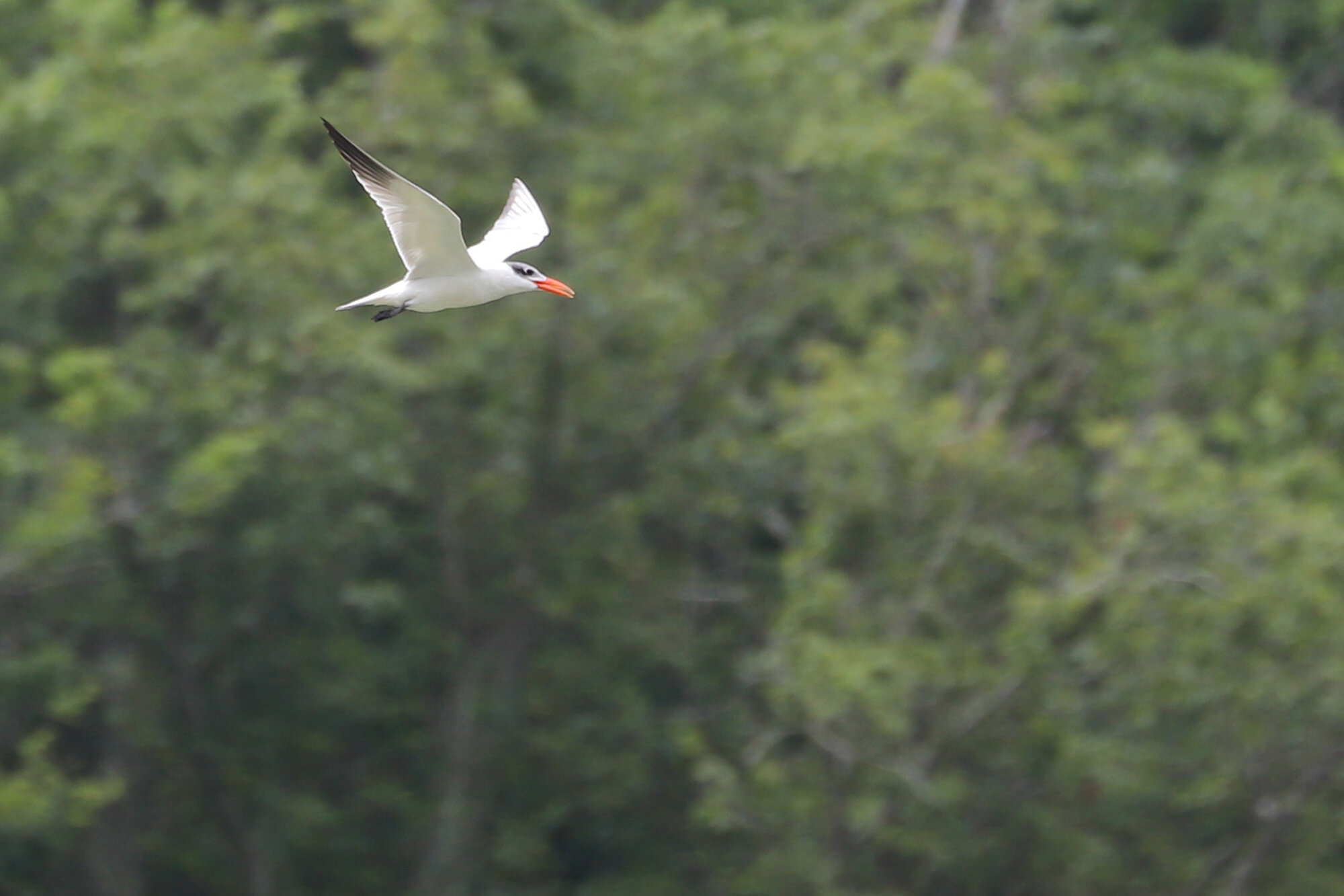  Caspian Tern / Stumpy Lake Pier / 1 Aug 