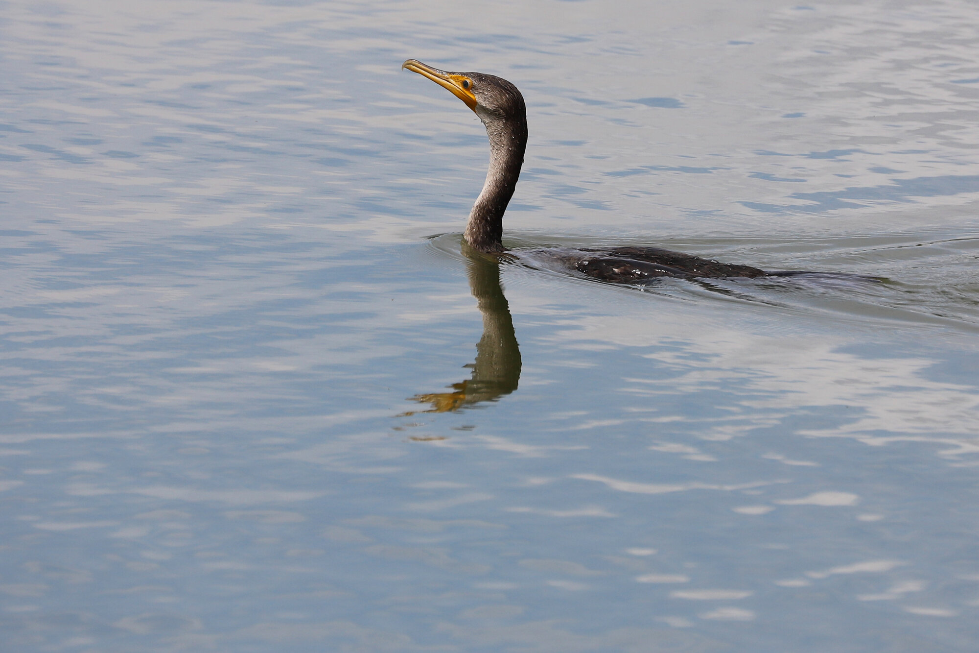  Double-crested Cormorant / Stumpy Lake Pier / 1 Aug 