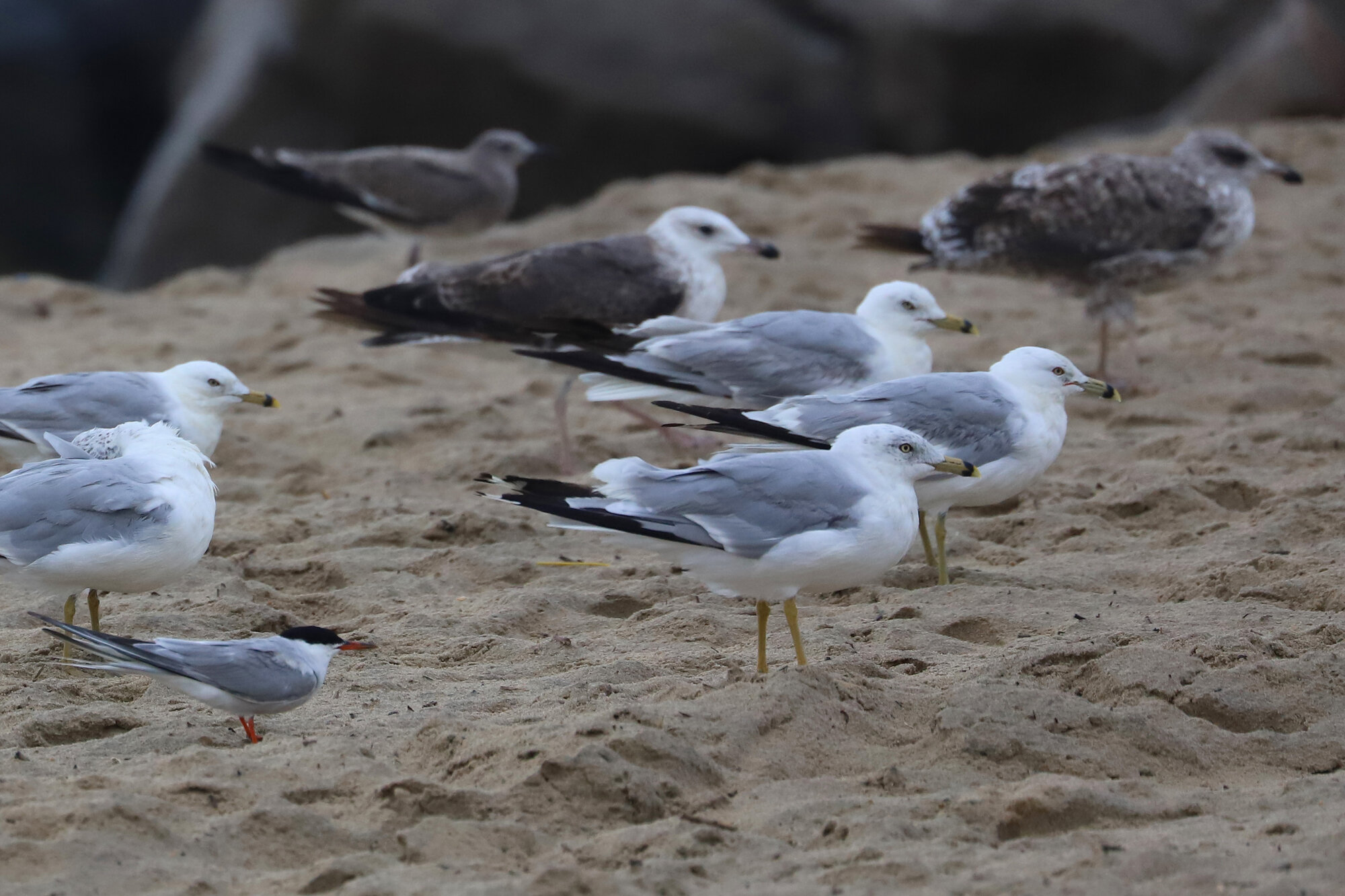  Laughing, Lesser Black-backed &amp; Ring-billed Gulls, Common Tern / Rudee Inlet / 4 Aug 