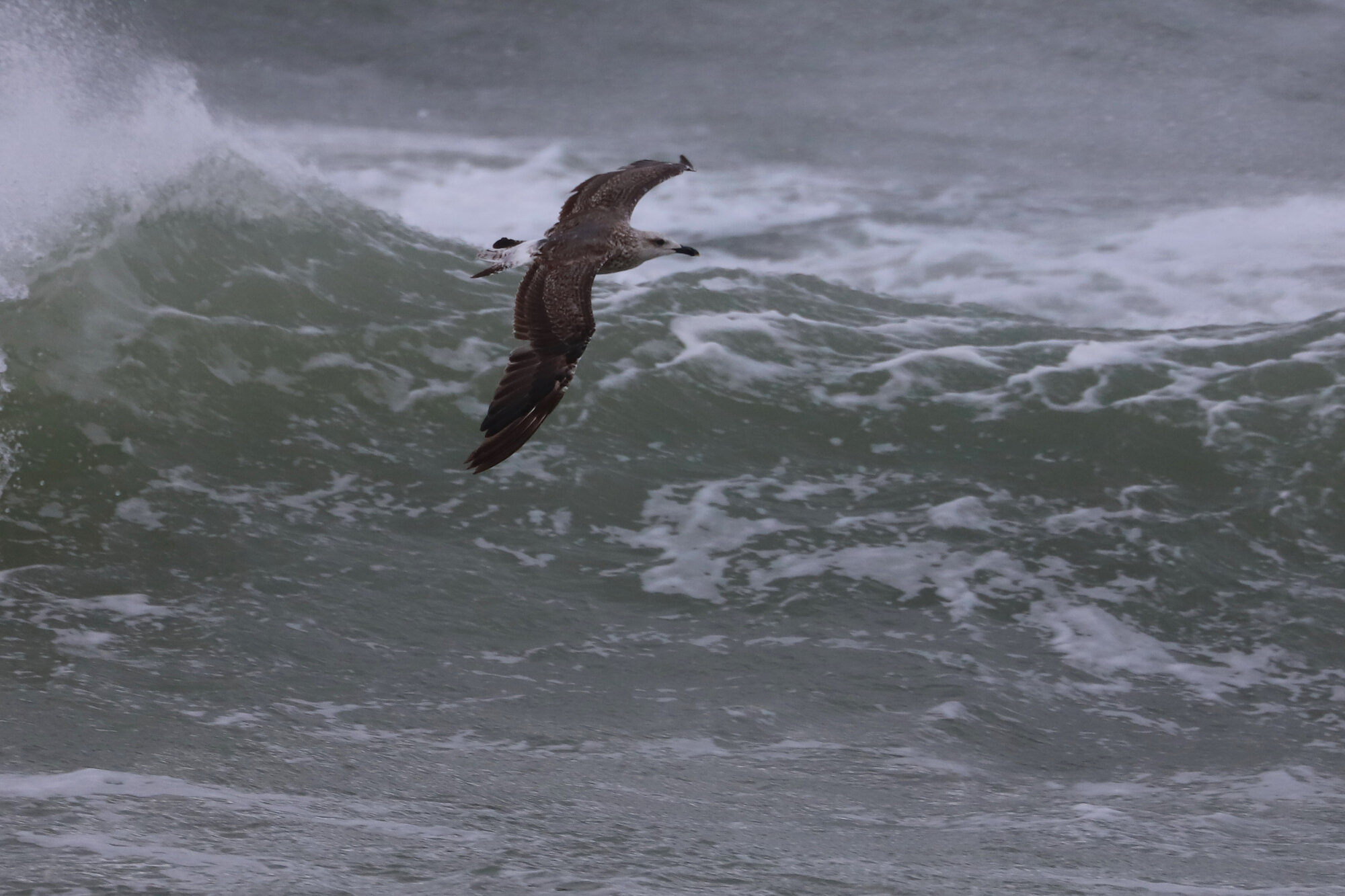 Lesser Black-backed Gull / Rudee Inlet / 4 Aug 