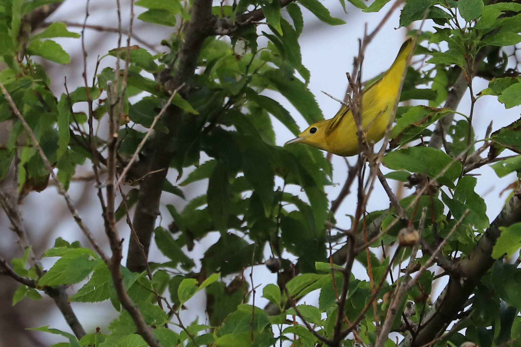  Yellow Warbler / Back Bay NWR / 8 Aug; please click this photo to advance to the next! 