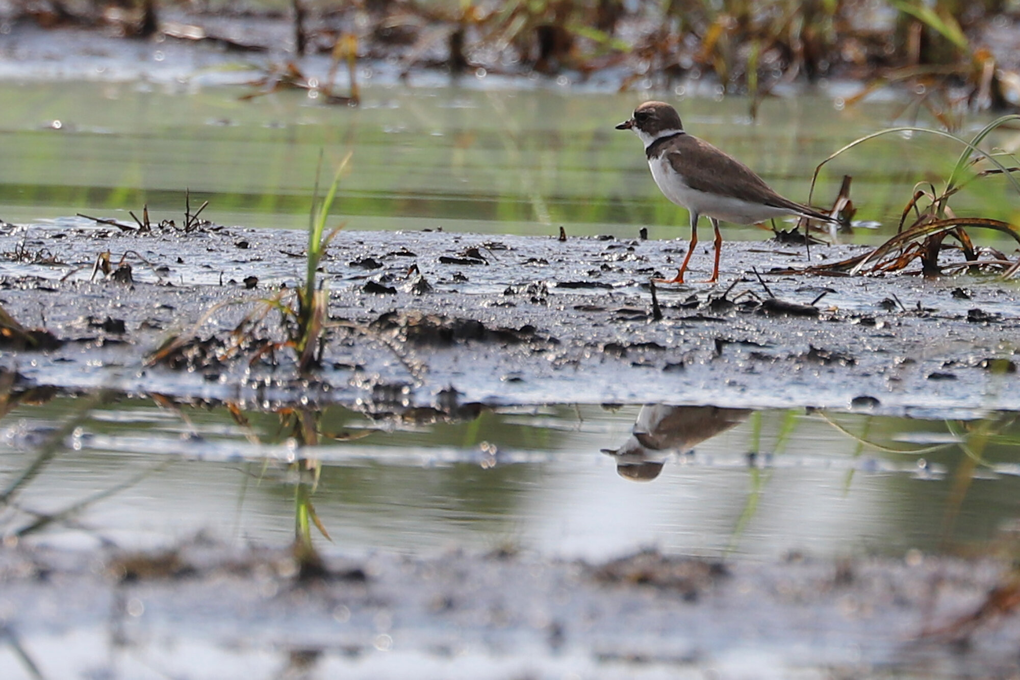  Semipalmated Plover / Muddy Creek/Shipps Cabin Fields / 8 Aug 