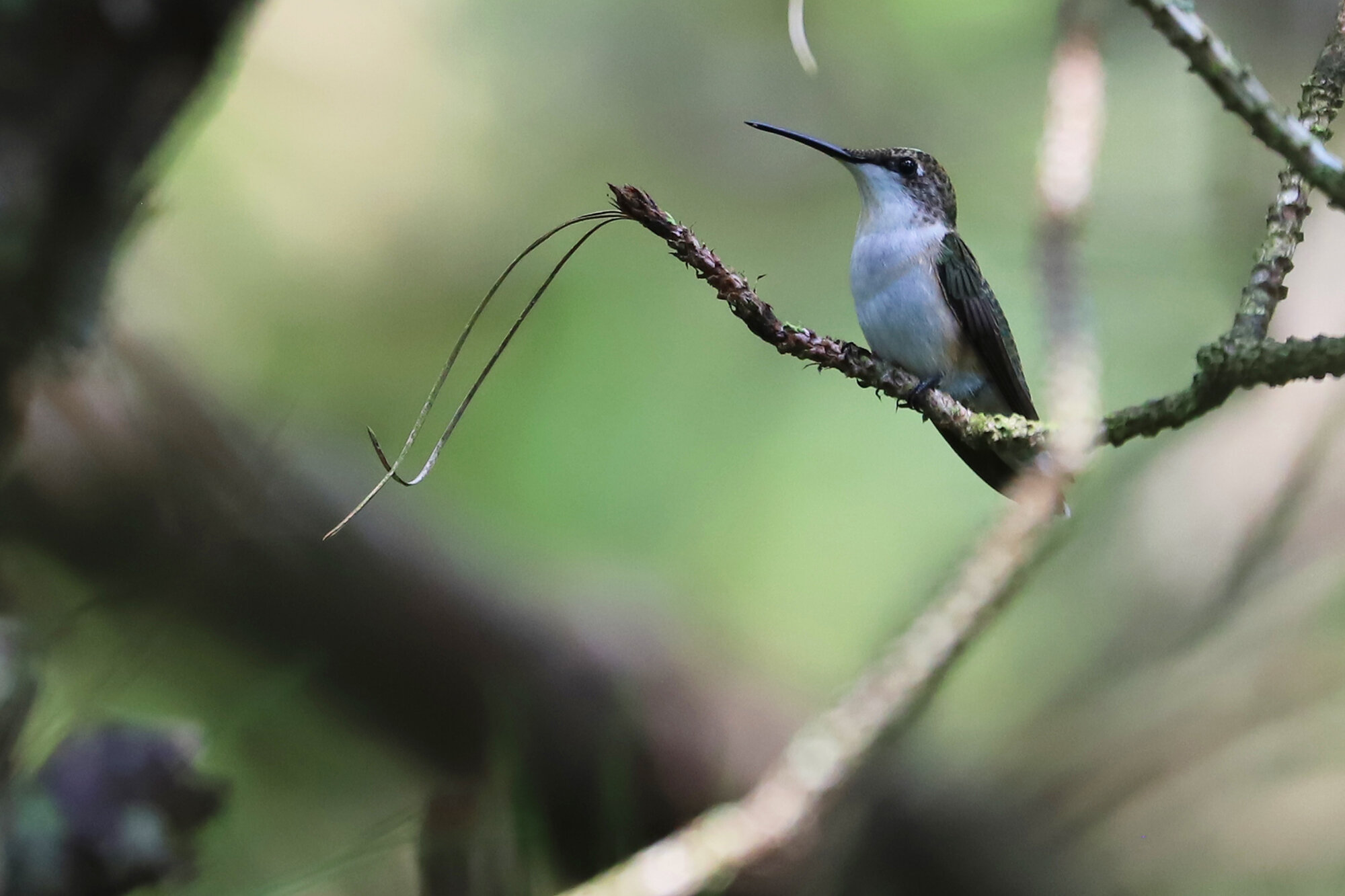  Ruby-throated Hummingbird / Princess Anne WMA Whitehurst Tract / 8 Aug 