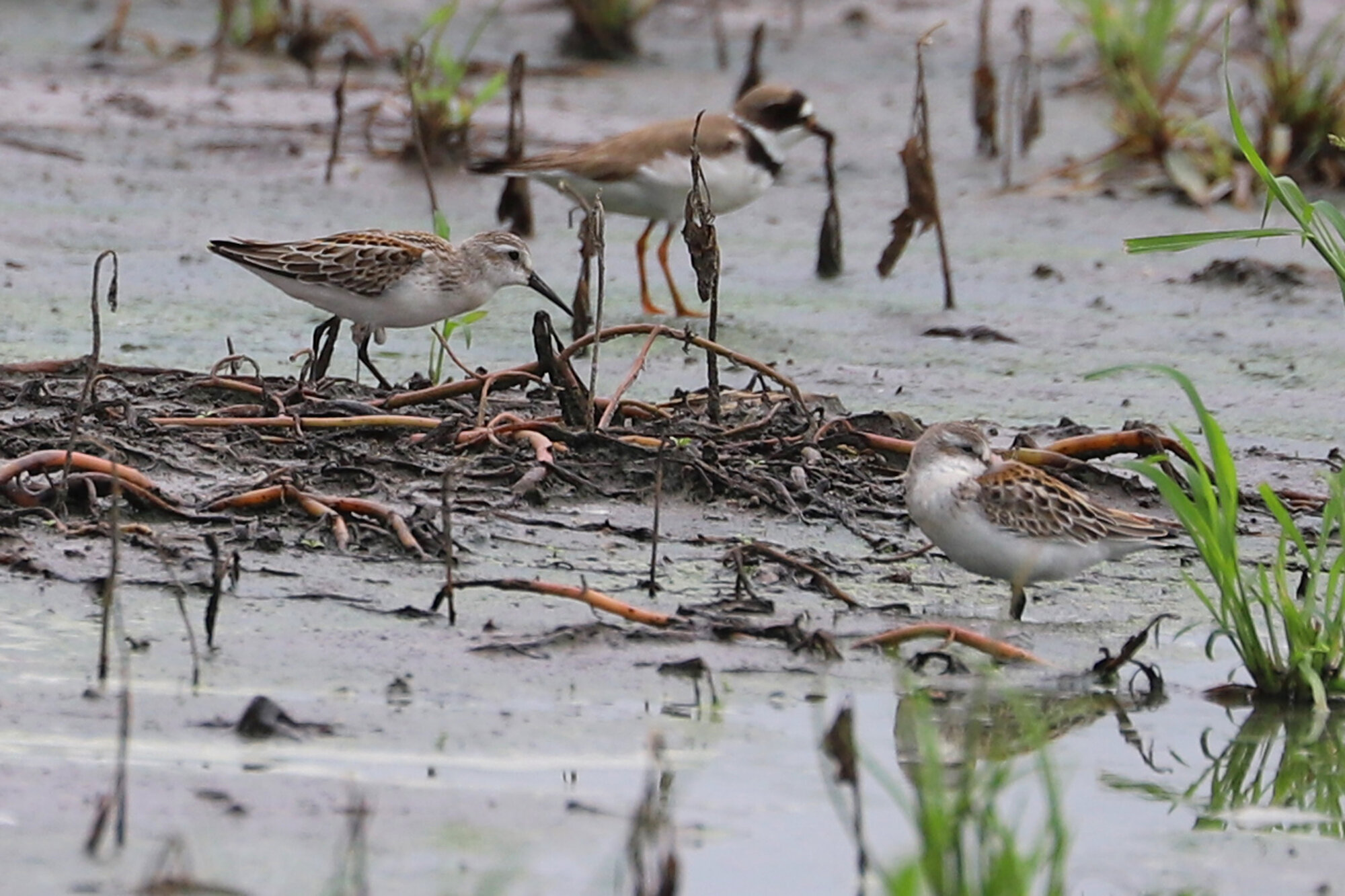  Semipalmated Plover &amp; Western Sandpipers / Muddy Creek/Shipps Cabin Fields / 16 Aug 
