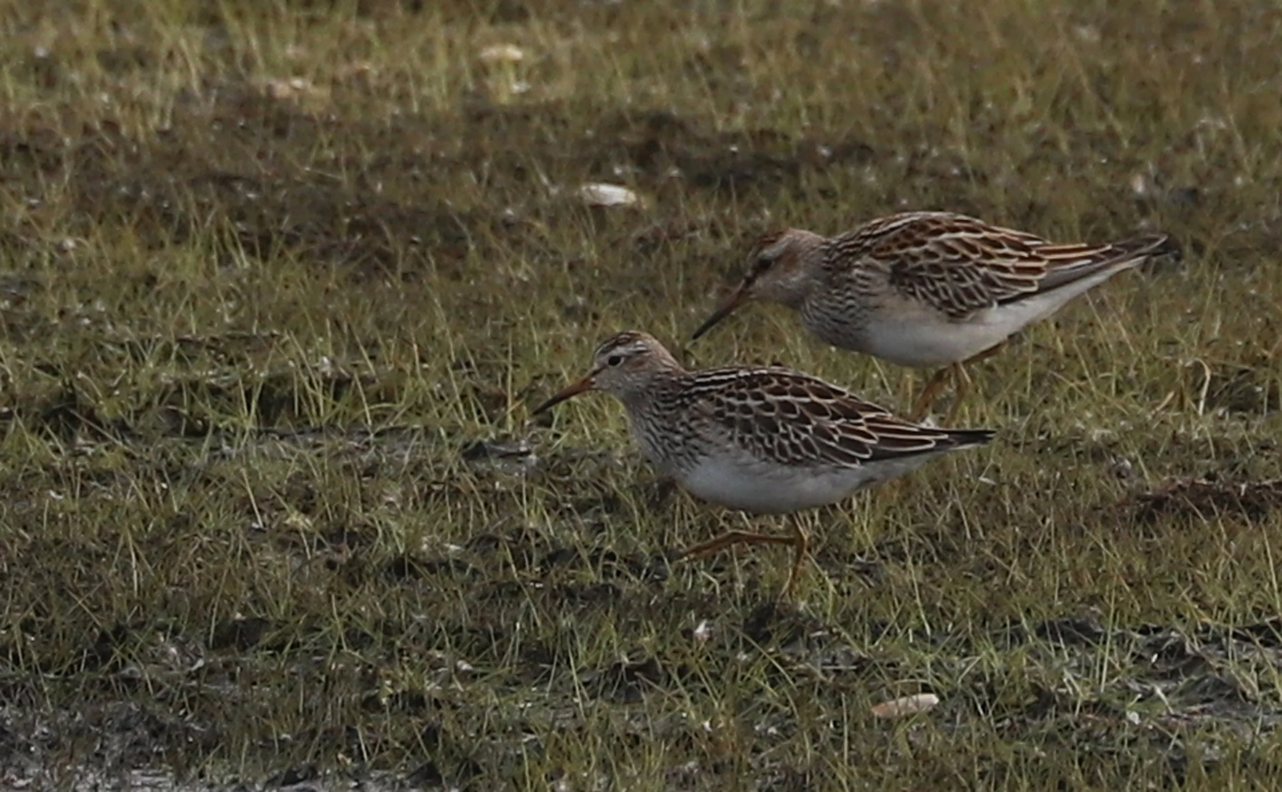 Pectoral Sandpiper / Back Bay NWR / 18 Oct 2025