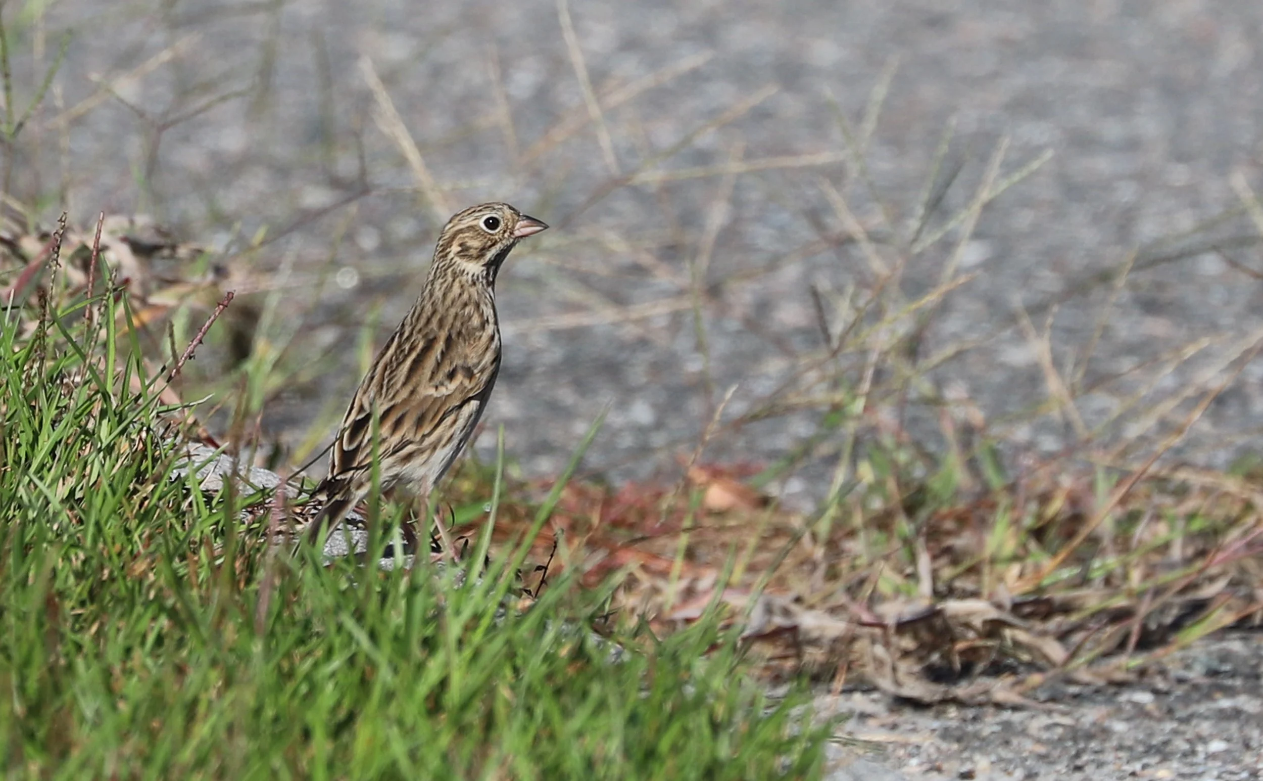 Vesper Sparrow / Back Bay NWR / 5 Oct 2025