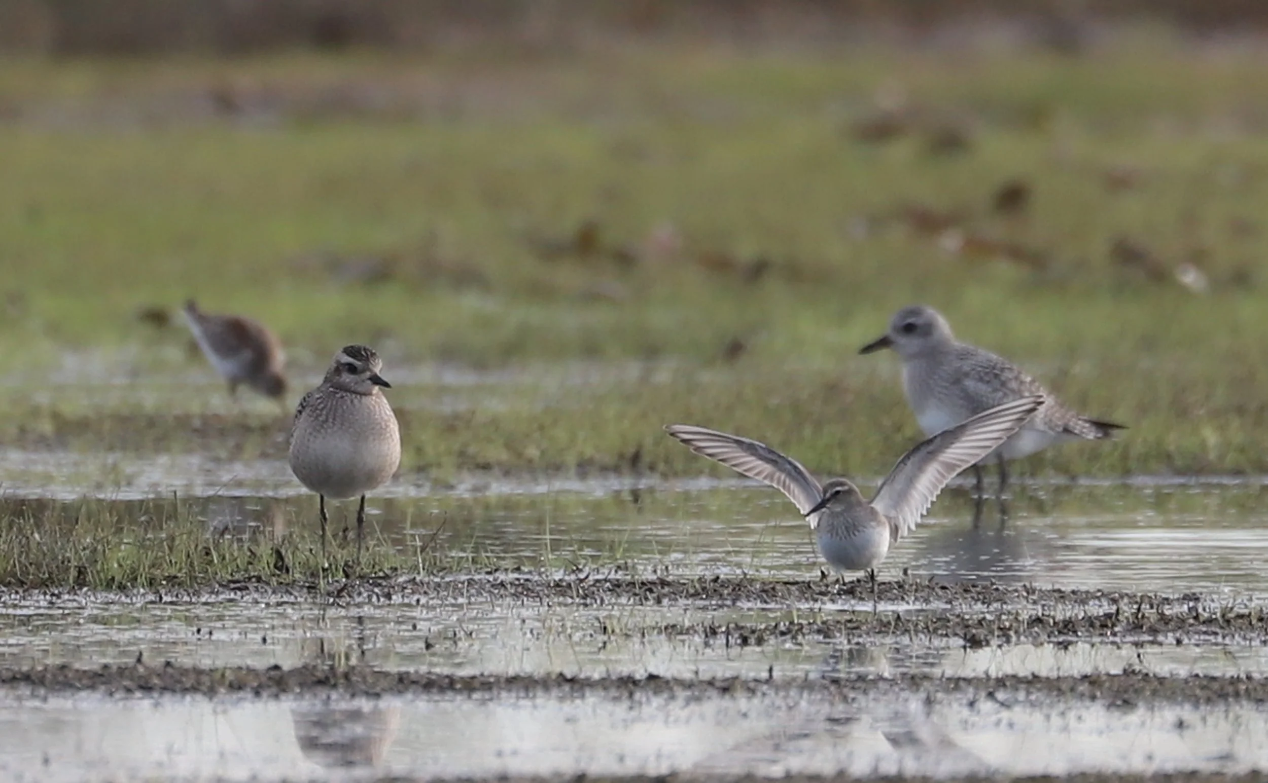 White-rumped Sandpiper / Back Bay NWR / 18 Oct 2025