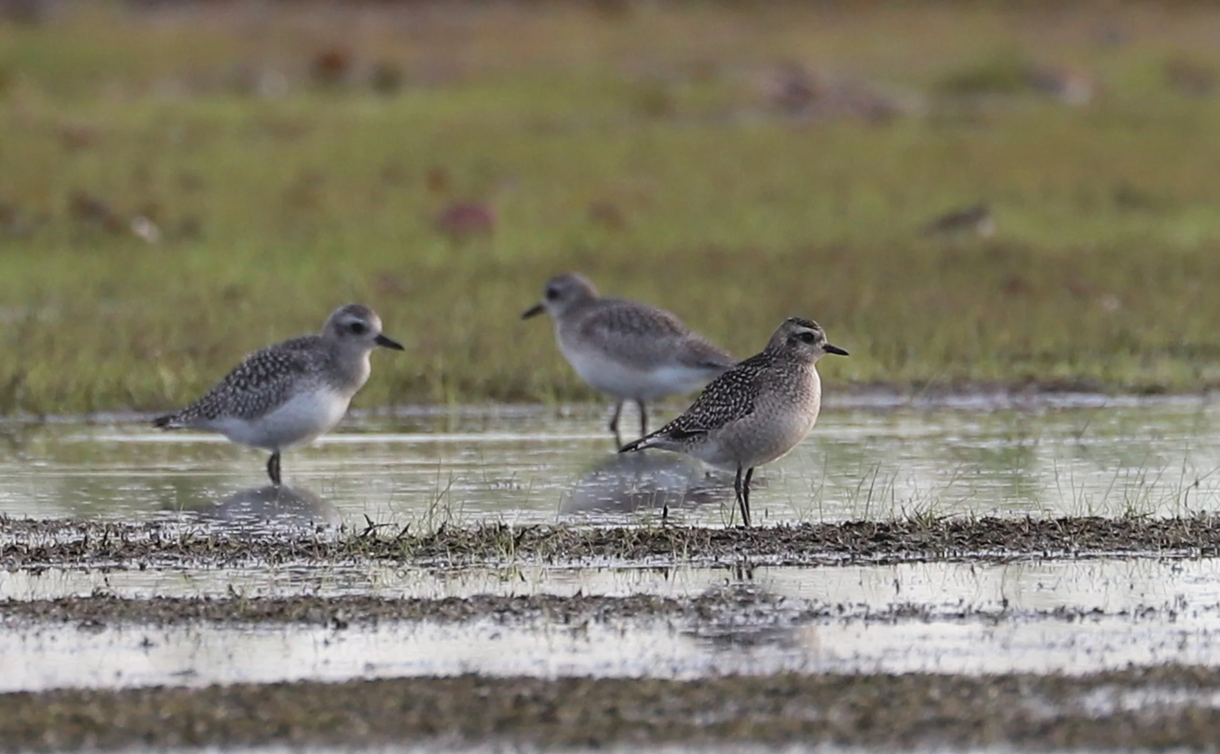 American Golden-Plover / Back Bay NWR / 18 Oct 2025