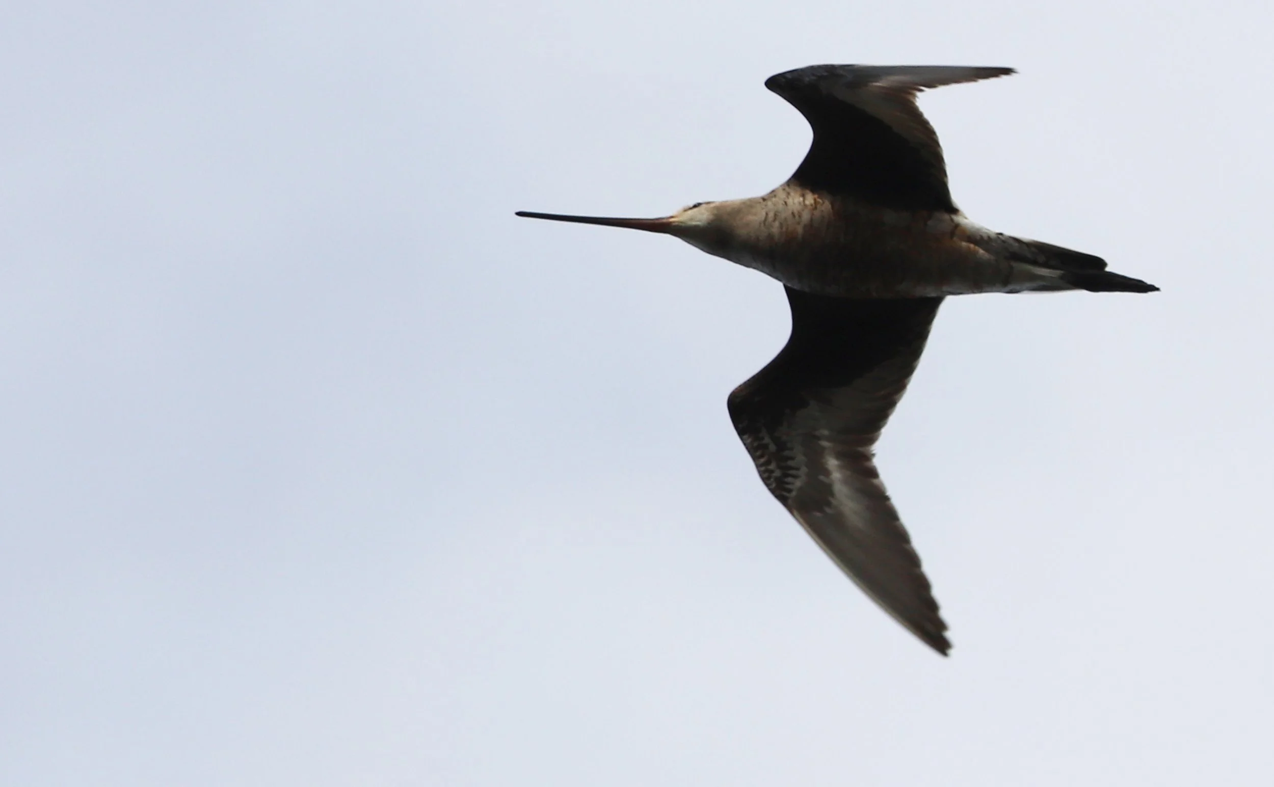 Hudsonian Godwit / Back Bay NWR / 18 Oct 2025