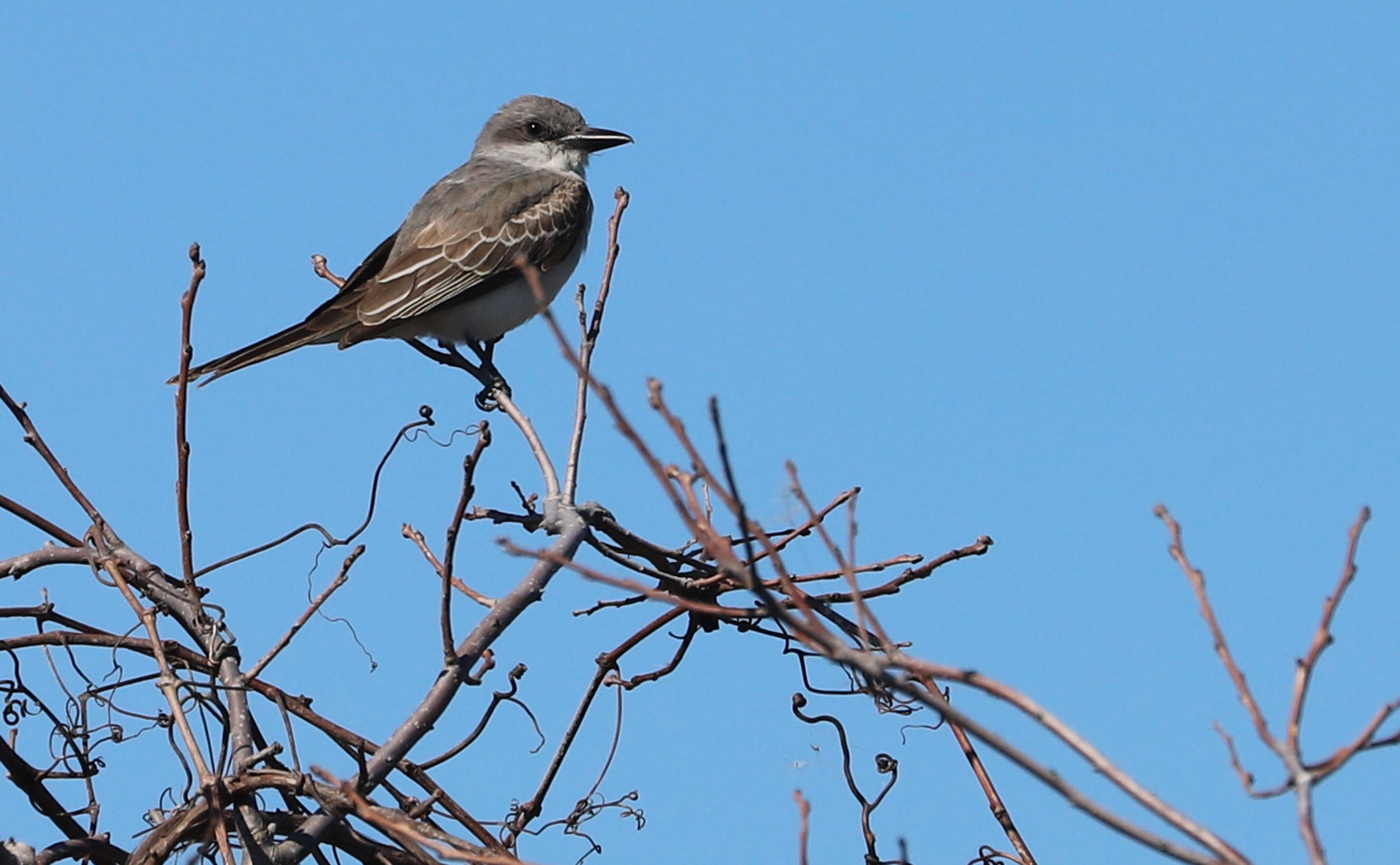Gray Kingbird / Back Bay NWR / 24 Oct 2025
