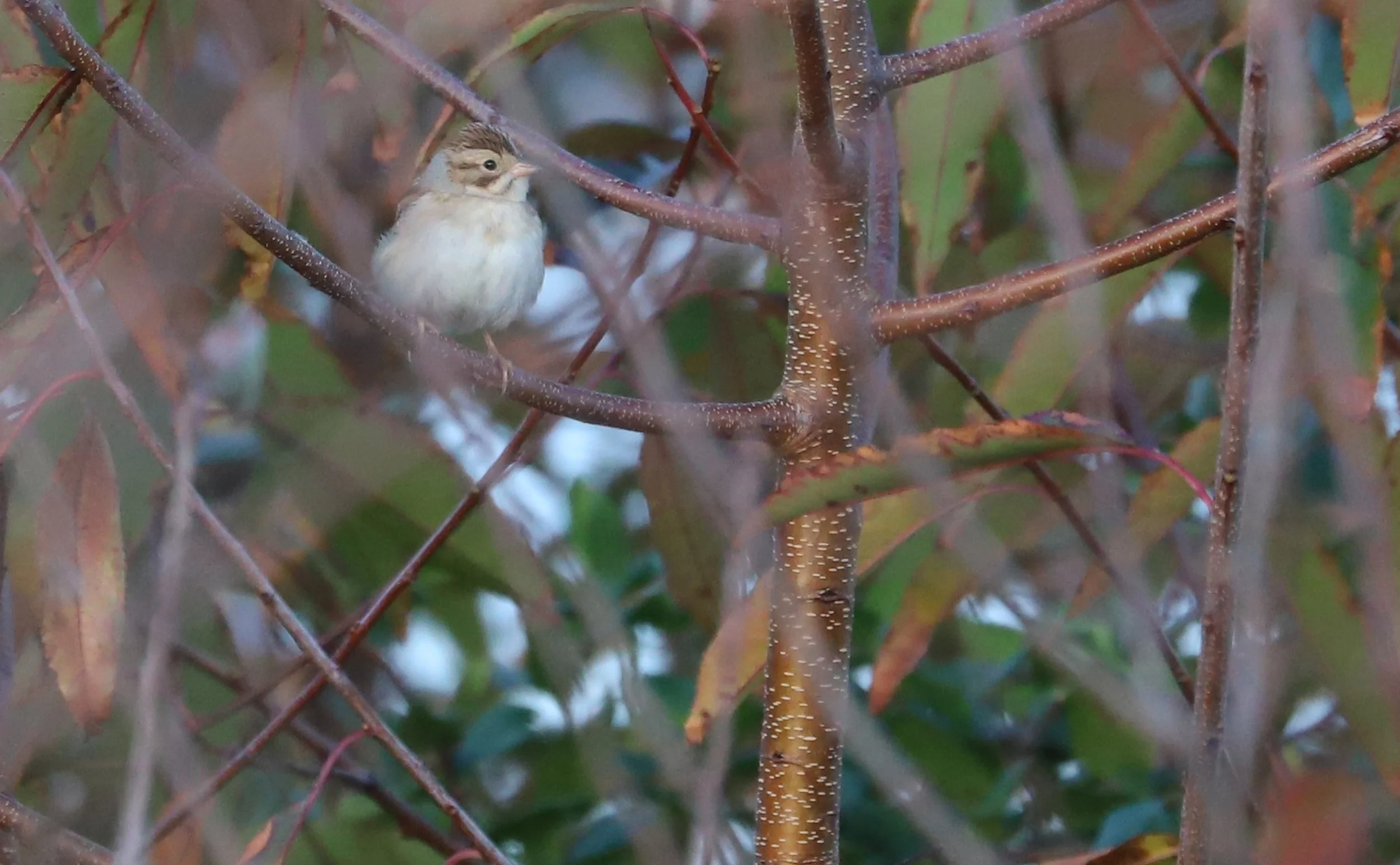 Clay-colored Sparrow / Back Bay NWR / 25 Oct 2025