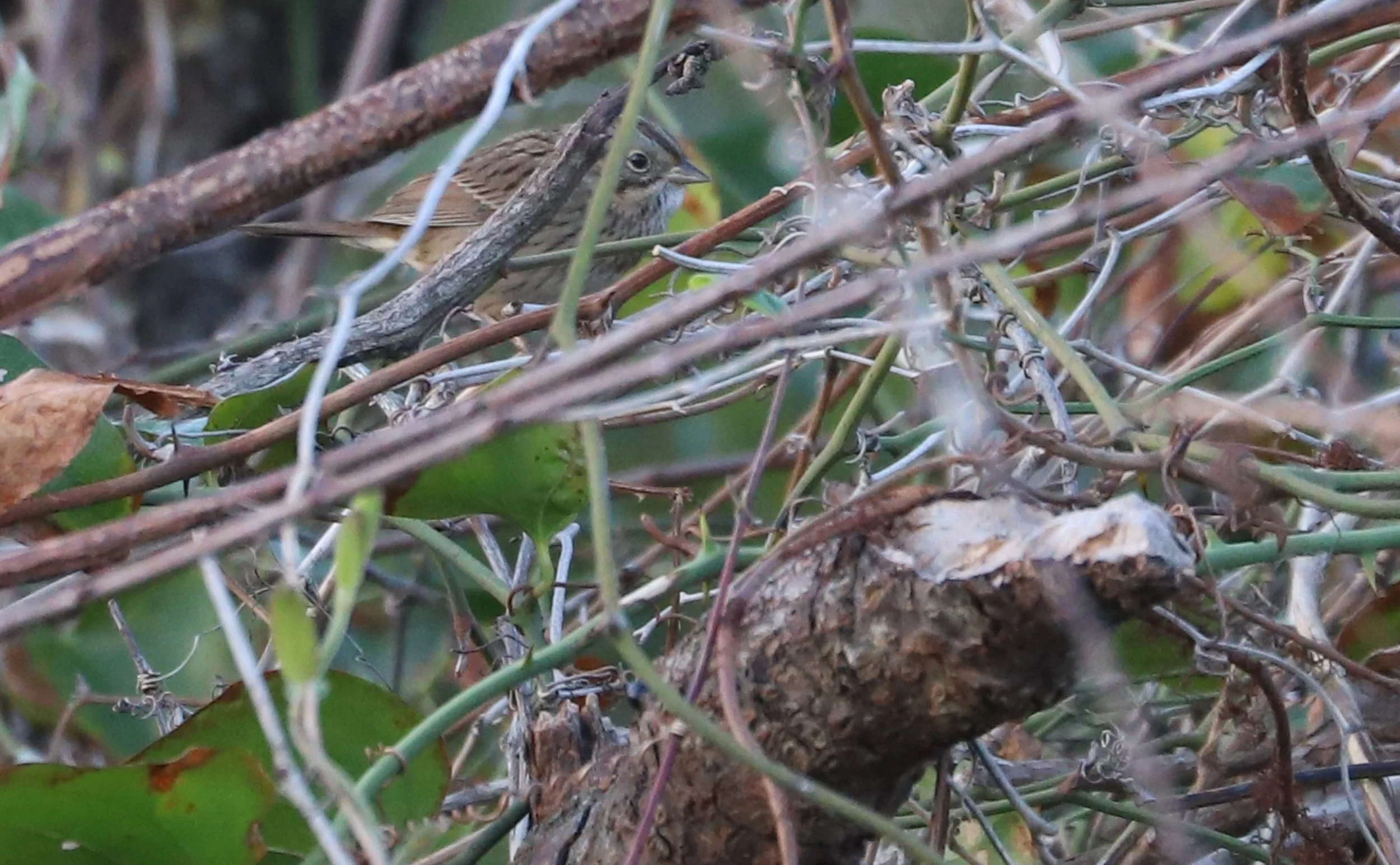 Lincoln's Sparrow / Back Bay NWR / 25 Oct 2025
