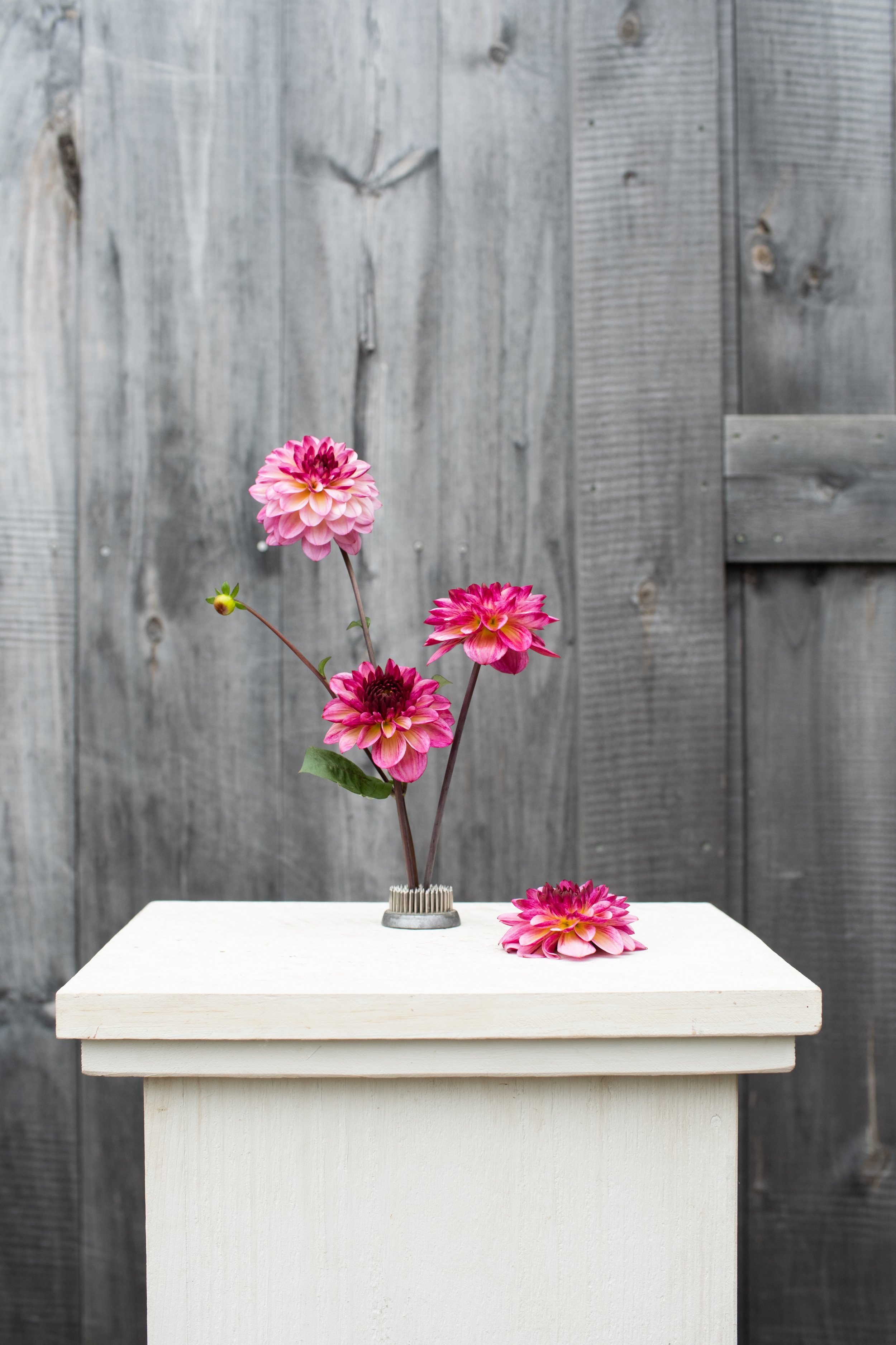 Muchacha Dahlia Tuber