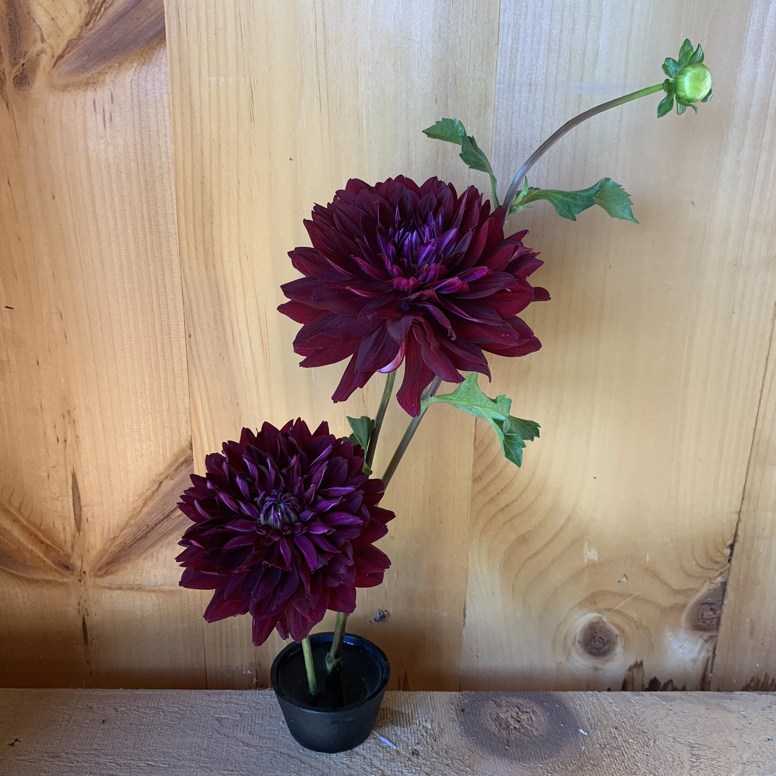 Rip City Dahlia Tuber