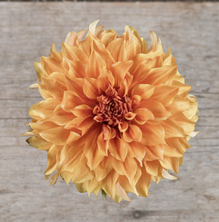 Steve Meggos - Dahlia Tuber