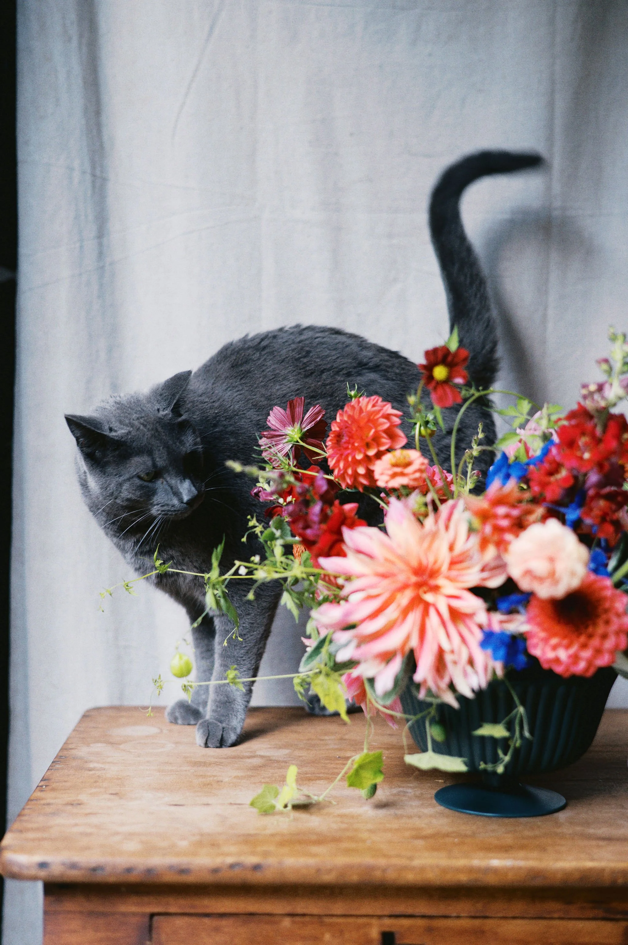 farm cat hank standing next to arrangement