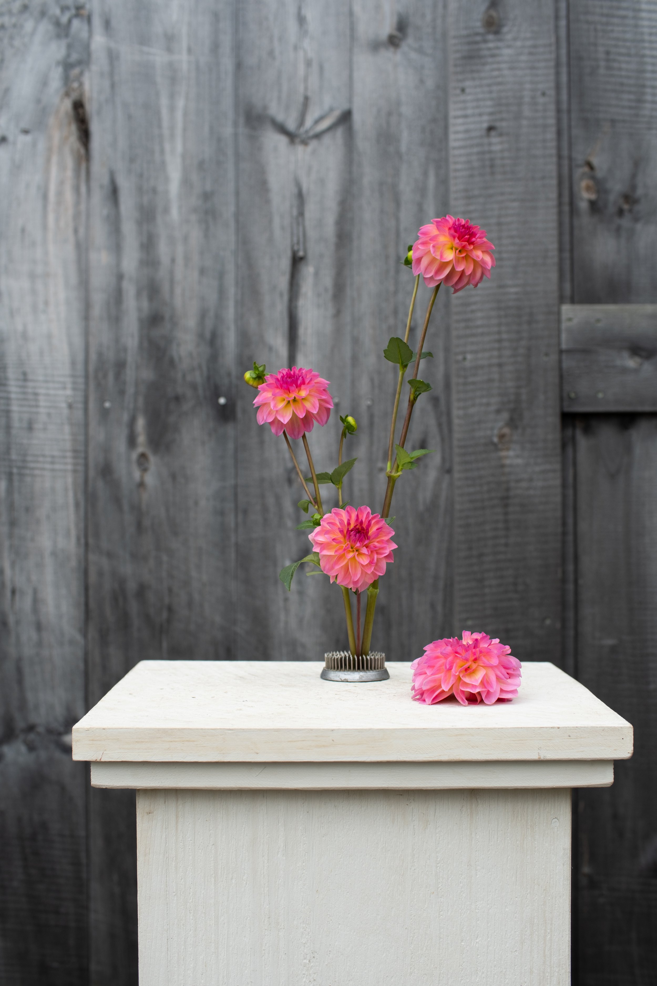Esli - Dahlia Tuber
