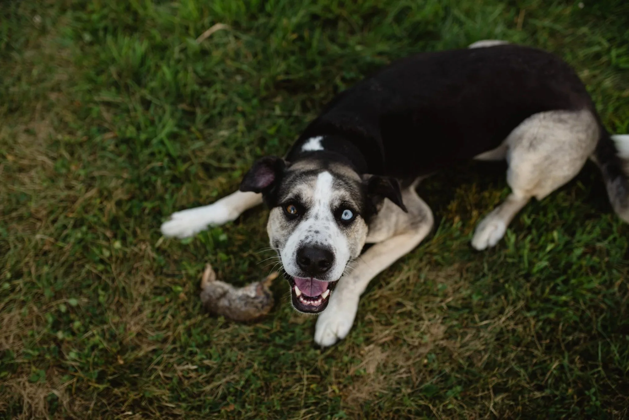 farm dog kipper with hunted rabbit
