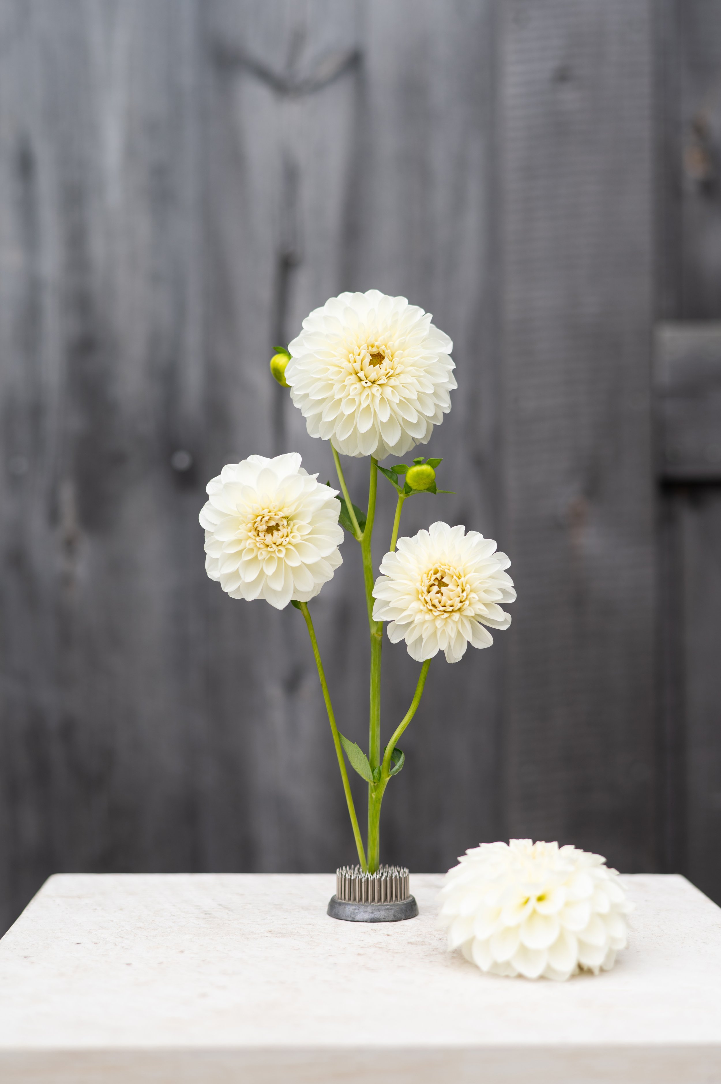 Boom Boom White - Dahlia Tuber