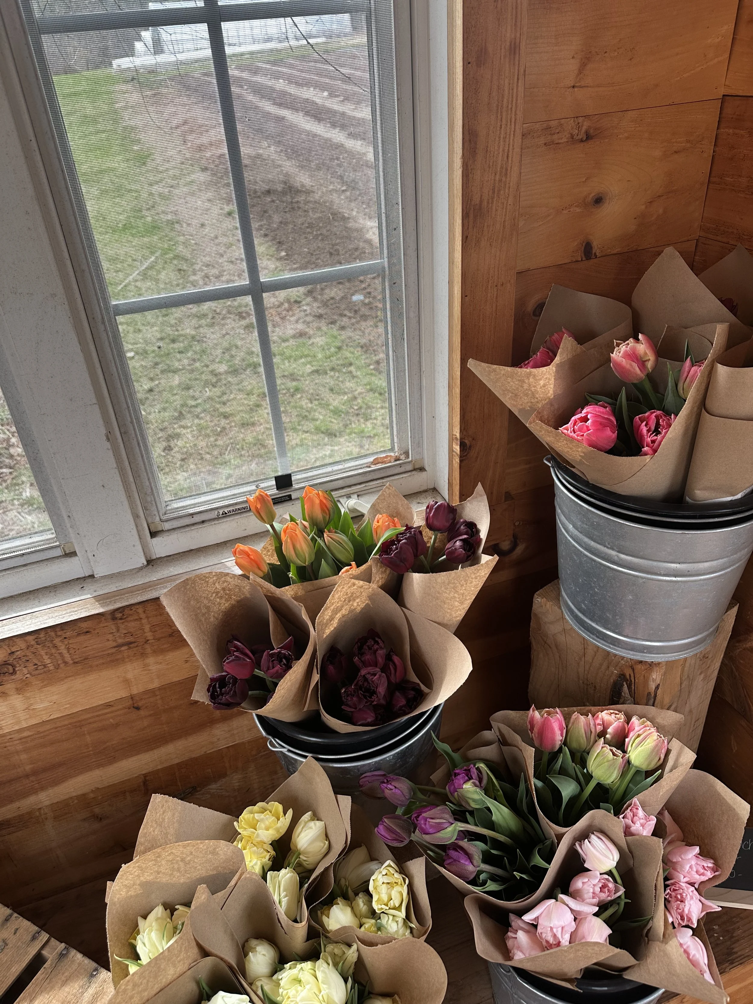 tulips for sale in farm stand