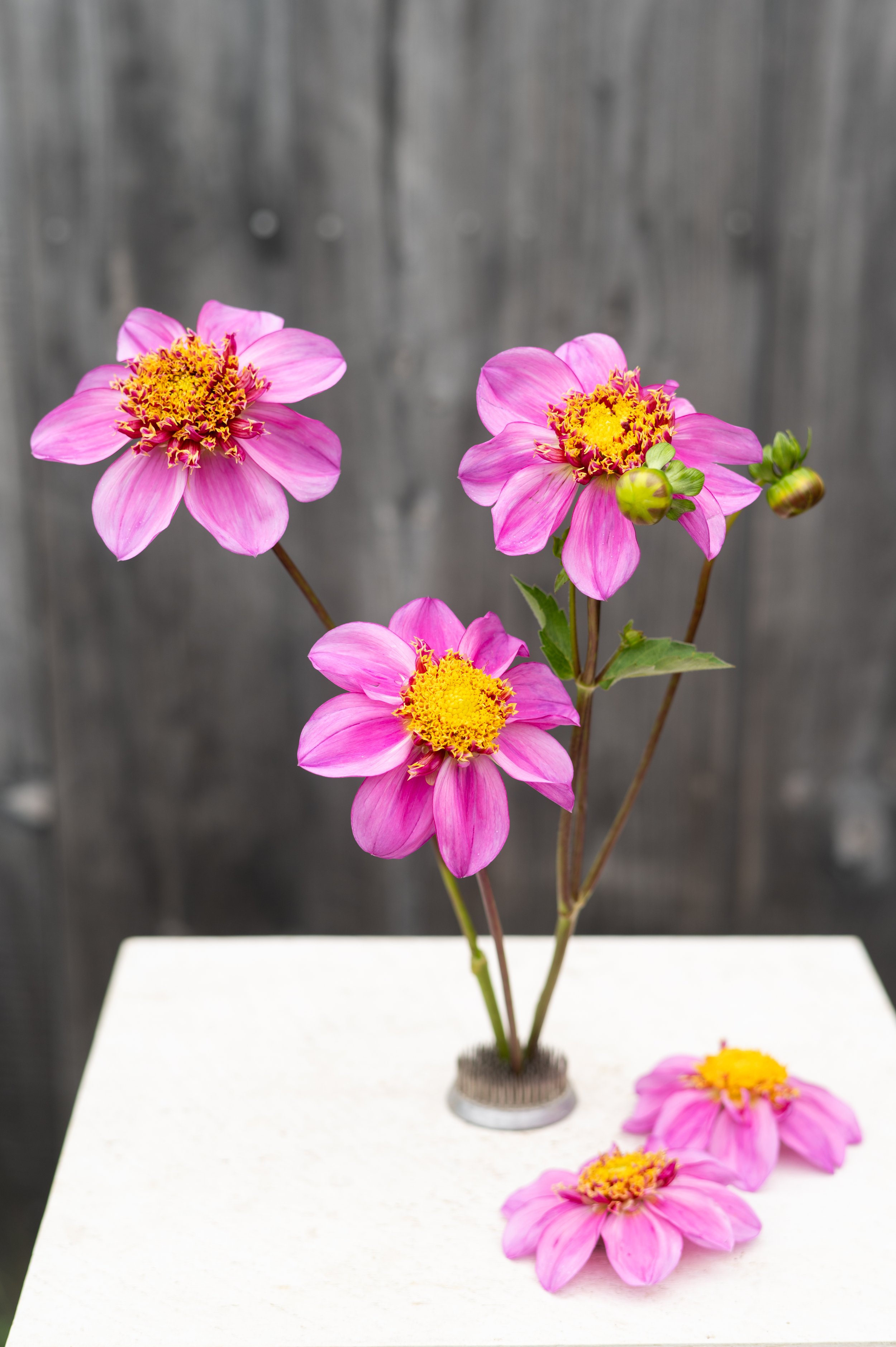 Dad's Favorite - Dahlia tuber
