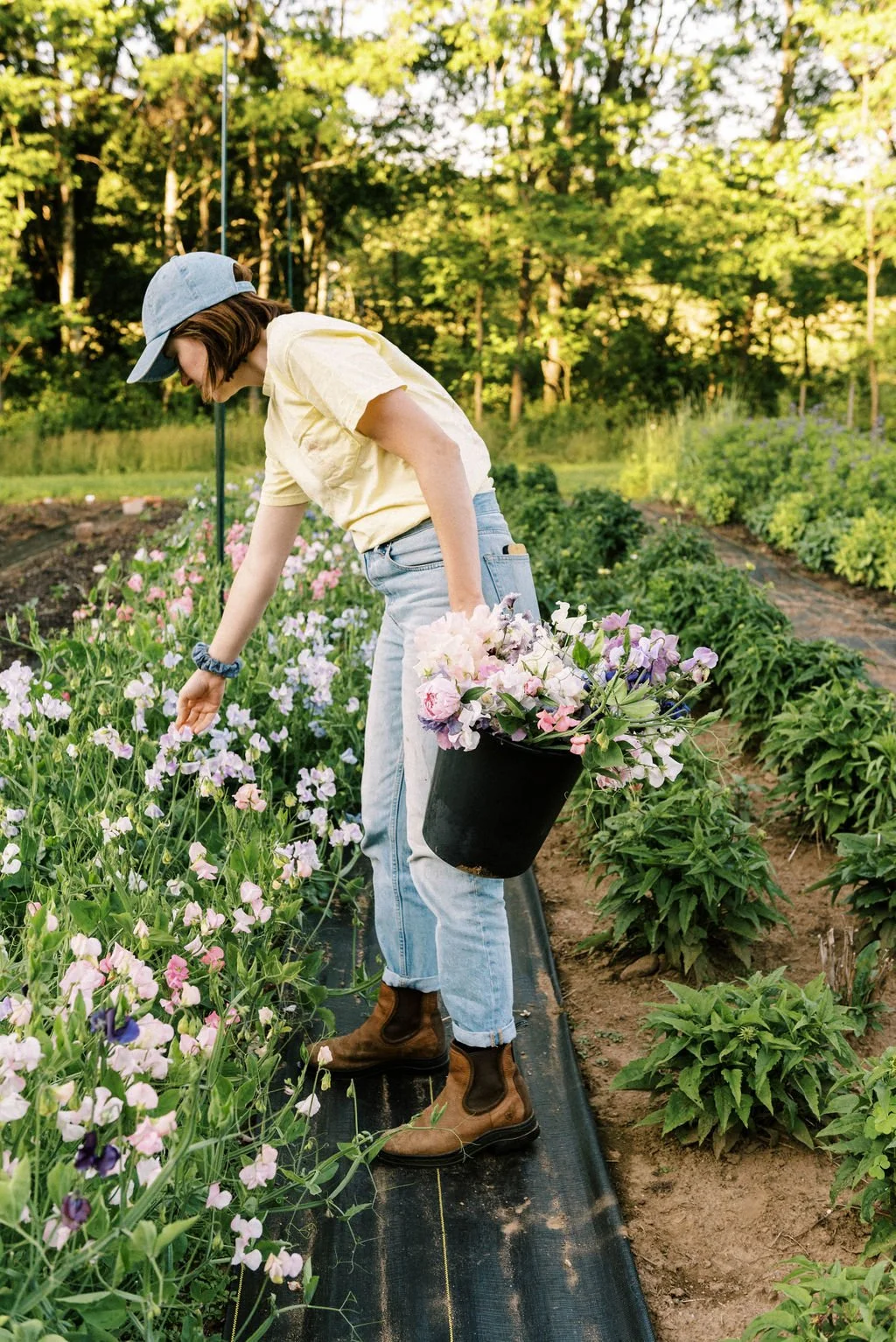 Harvesting Sweet Peas for Bell Brook Farm Flower CSA