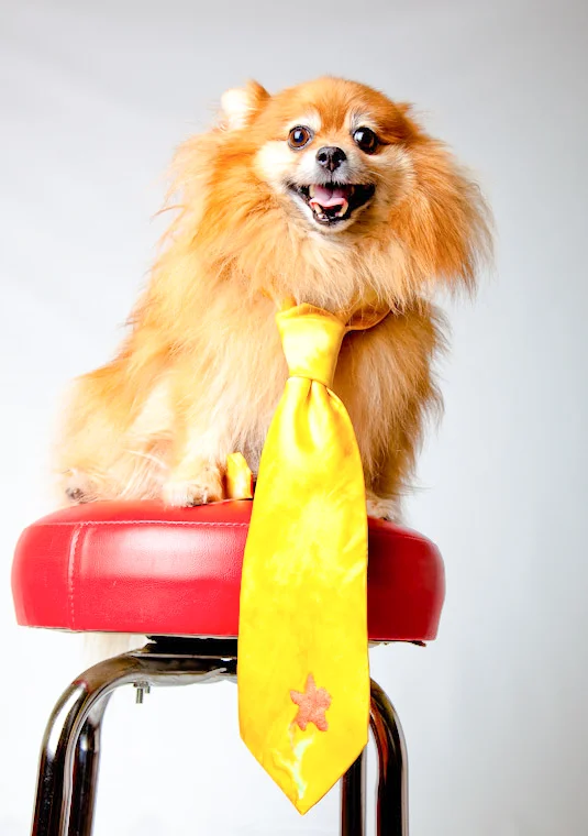Pet food express-3 copy.jpg