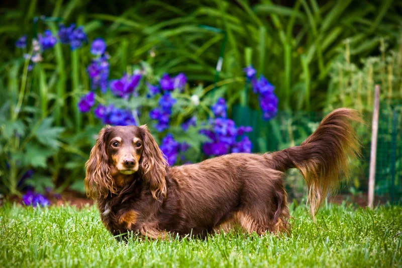 Archie, Moxie & Cubbie