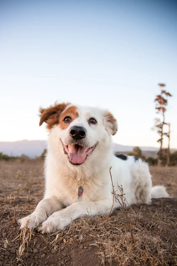 pet-photographer-santa-barbara-baxter-4